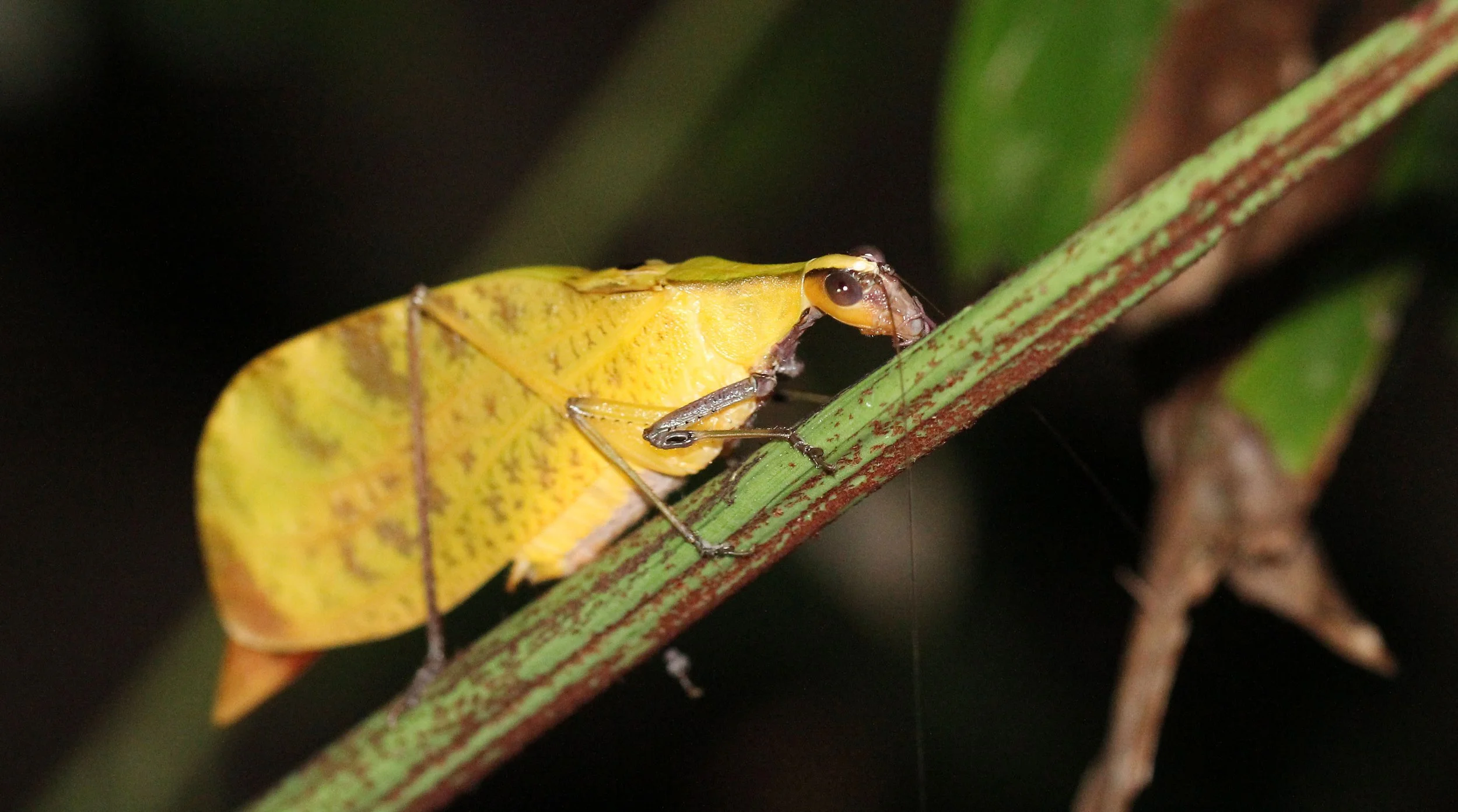 Leptoderes ornatipennis - Leaf Mimic Katydid - Koh Lanta, Thailand (12).JPG