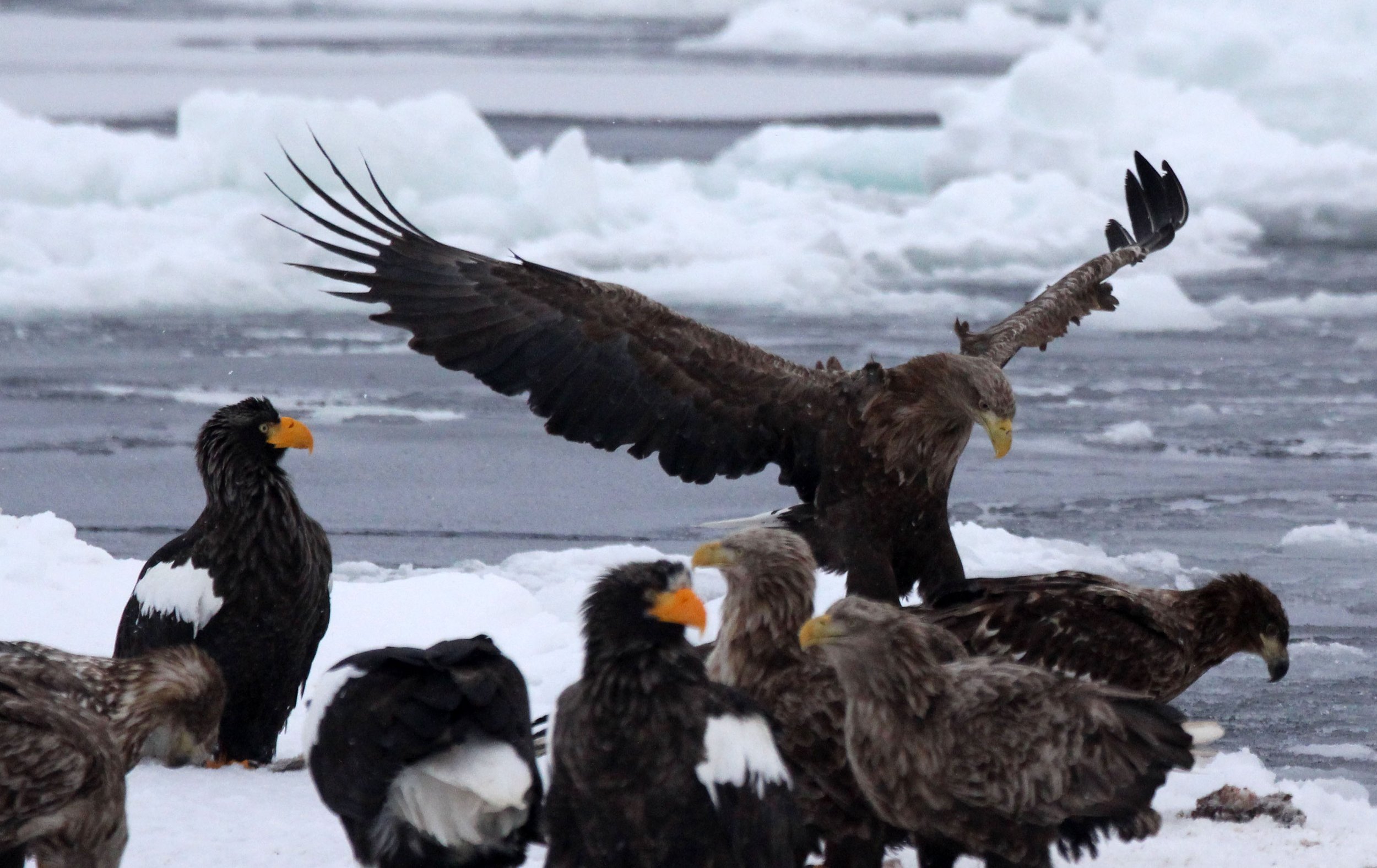 BIRD - EAGLE - WHITE-TAILED EAGLE - RAUSU - SHIRETOKO PENINSULA & NATIONAL PARK - HOKKAIDO JAPAN (31).JPG