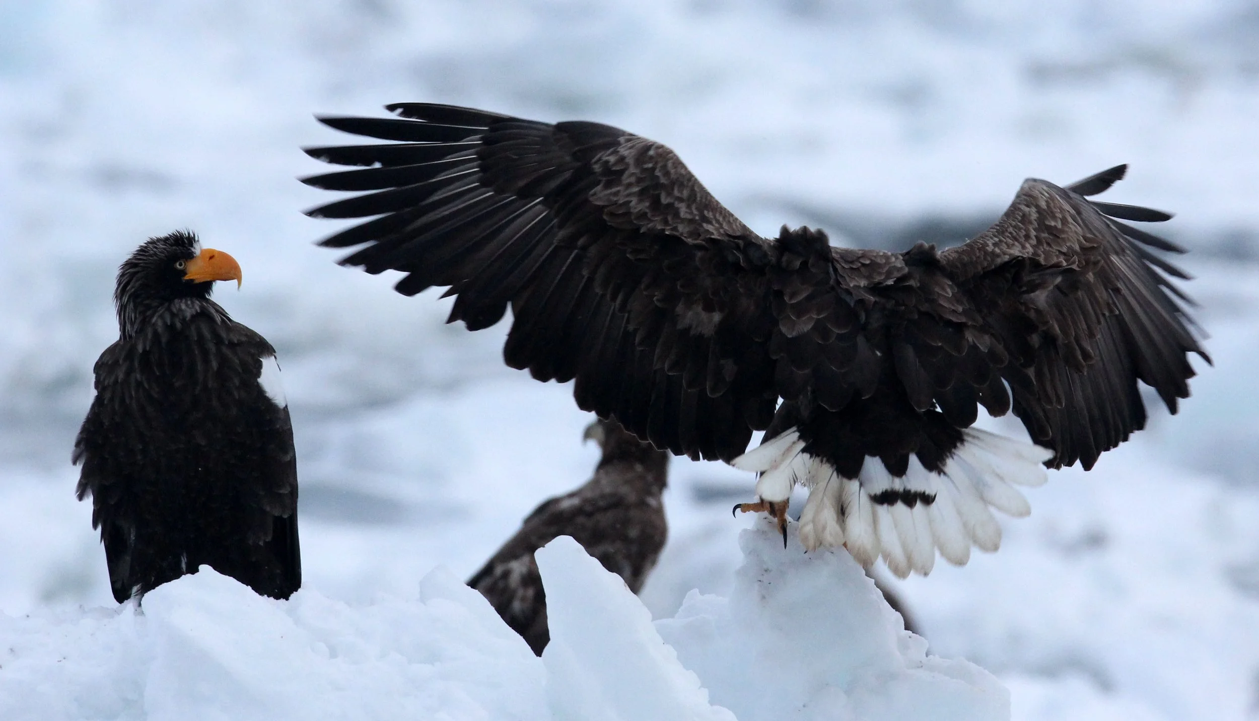 Haliaeetus albicilla - WHITE-TAILED EAGLE - RAUSU, SHIRETOKO PENINSULA, HOKKAIDO JAPAN (360).JPG