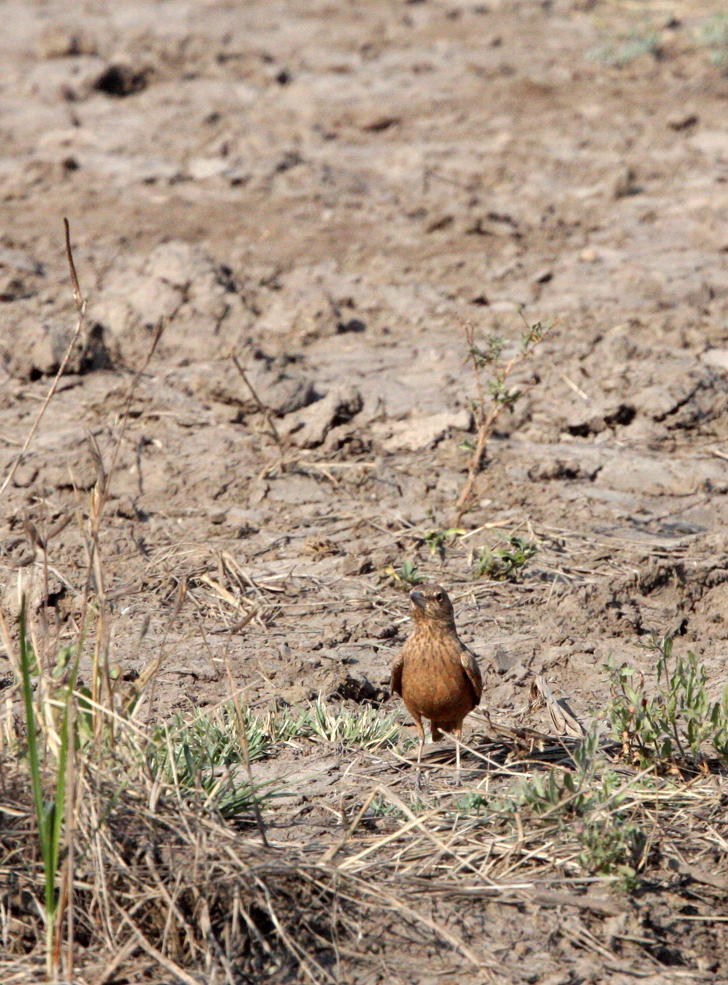 Rufous-tailed Lark (Ammomanes phoenicura) Blackbuck National Park India (3).JPG
