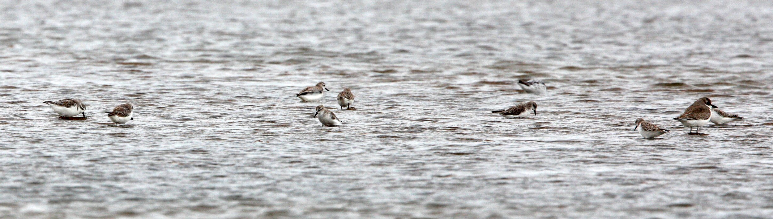 BIRD - SANDPIPER - SPOON-BILLED SANDPIPER - PETCHABURI PROVINCE, PAK THALE (47).JPG