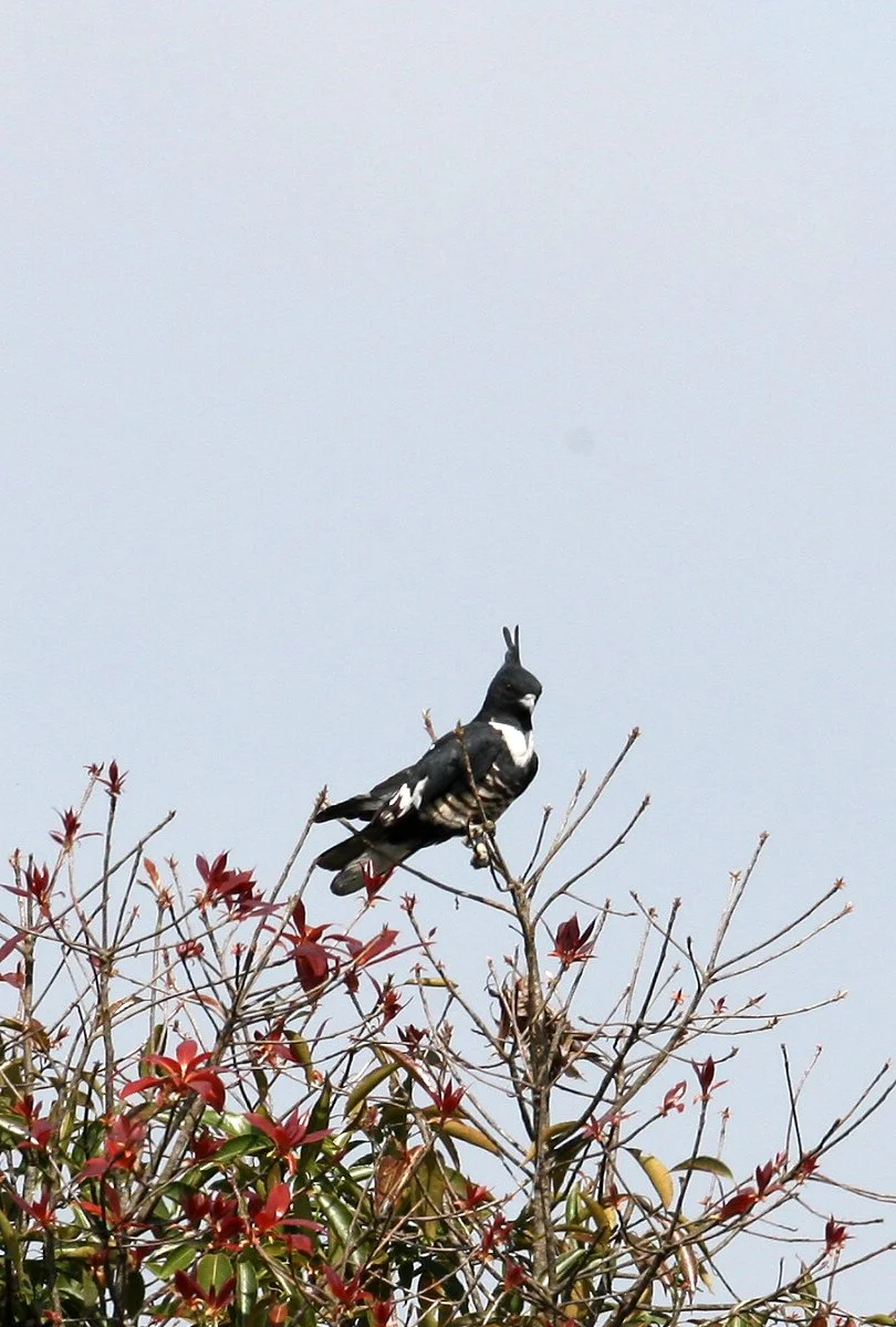 Aviceda leuphotes - BLACK BAZA - KAENG KRACHAN NP THAILAND (27).JPG