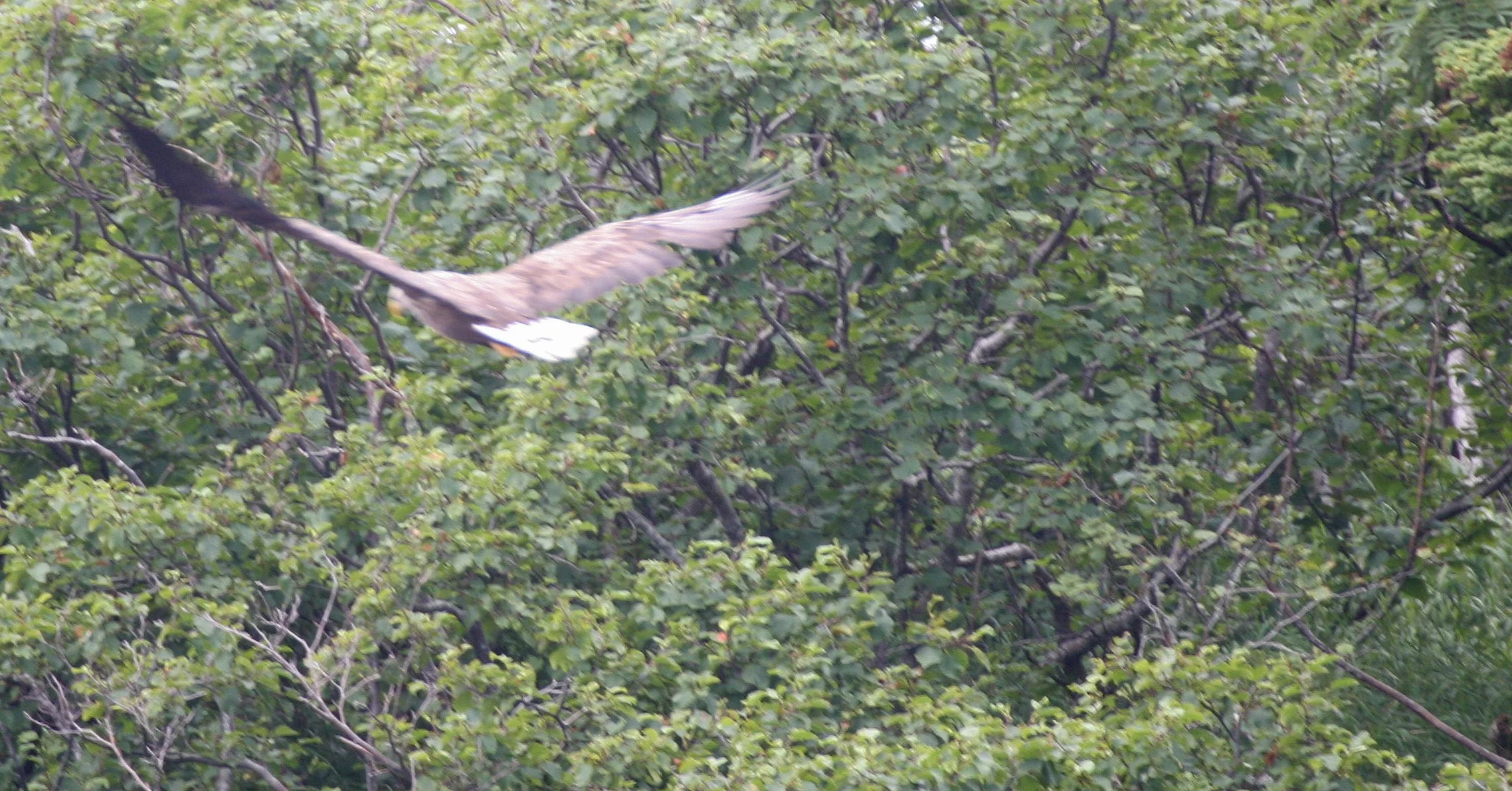Haliaeetus albicilla - WHITE-TAILED SEA EAGLE - KURIL ISLANDS RUSSIA (15).jpg