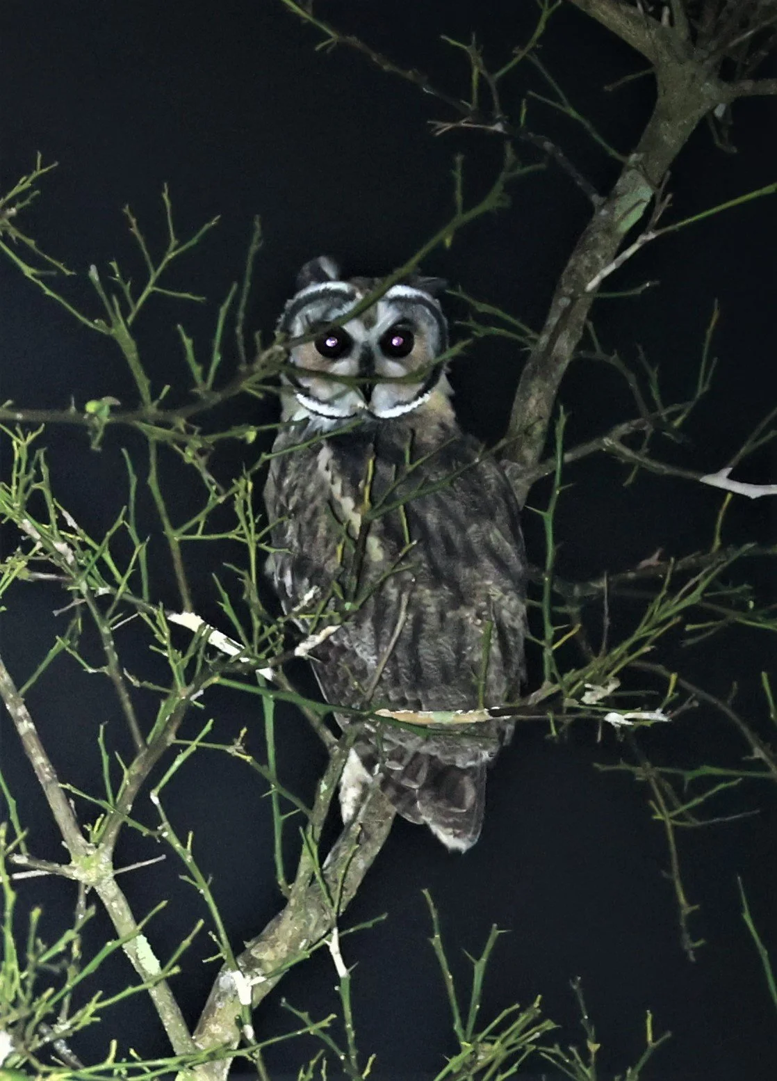 Owl - Striped Owl - Asio clamator - Fazenda Garibaldi, Sao Paulo State (2).jpg
