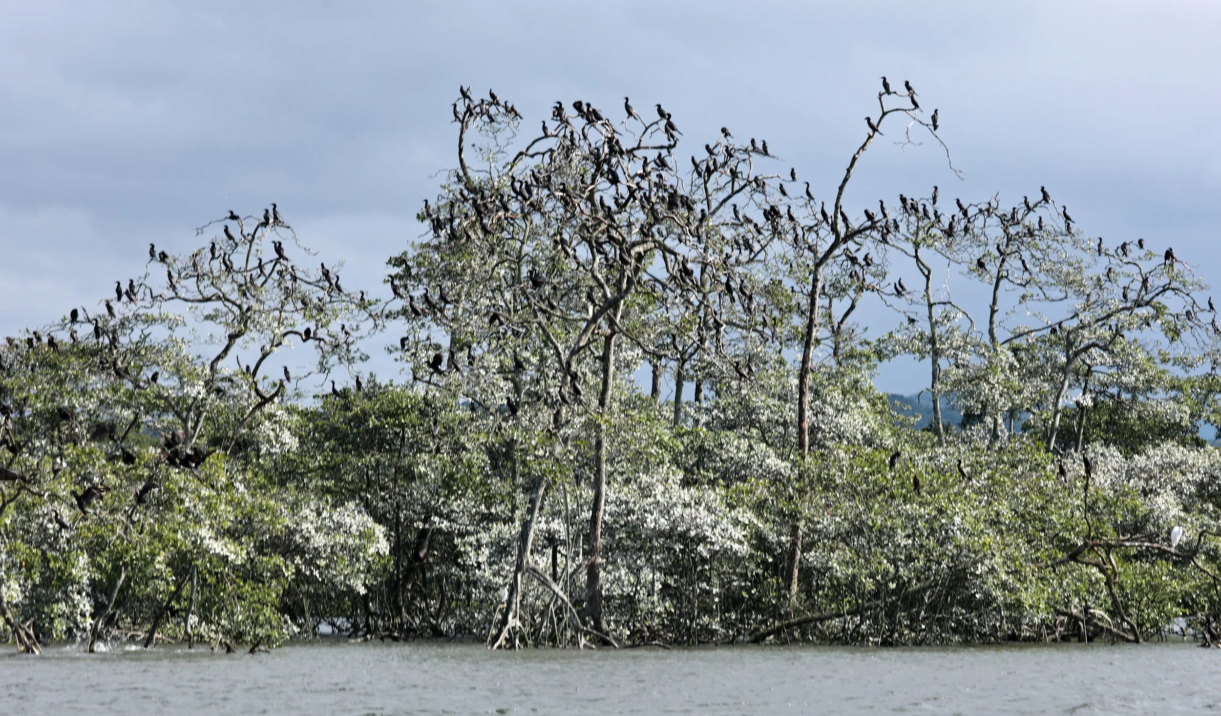 Neotropic Cormorant (Nannopterum brasilianum) Superagüi National Park, Brazil (2).jpg