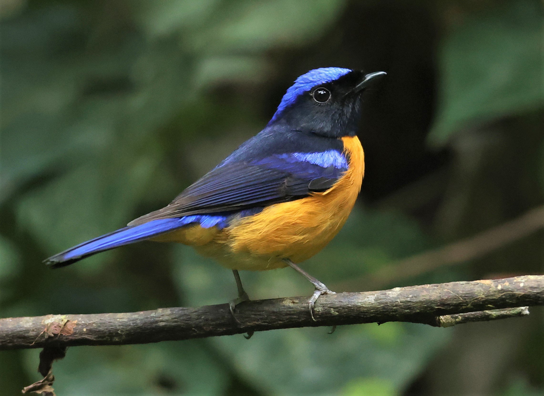 NILTAVA - RUFOUS-BELLIED NILTAVA - Niltava sundar - DOI INTHANON NP CHIANG MAI, DEC 2021 (61).JPG