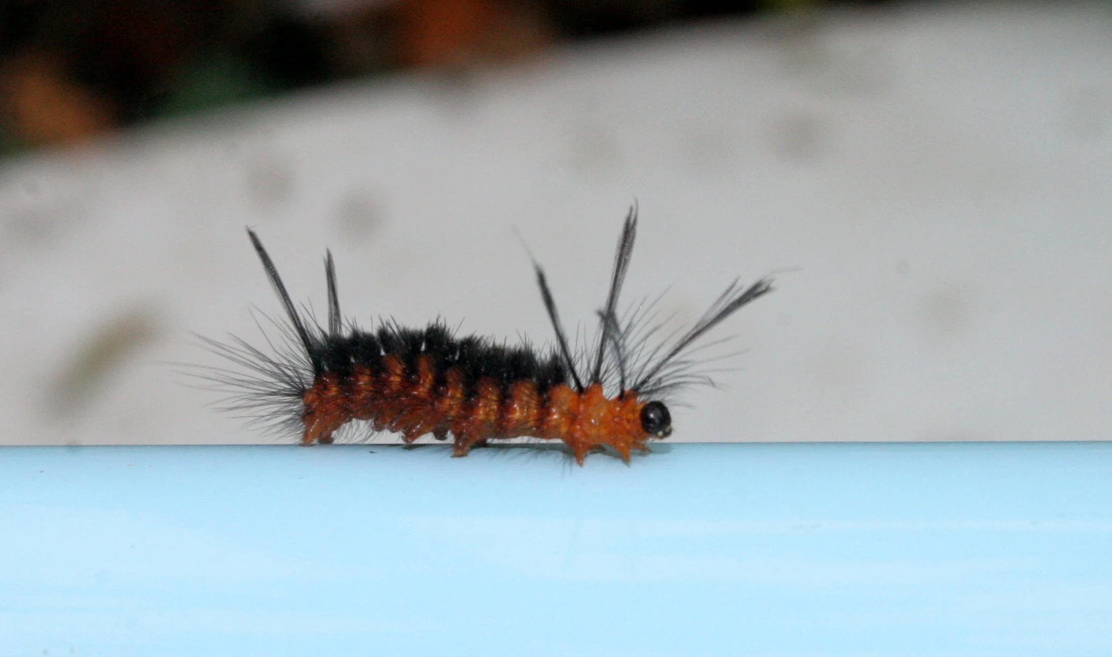 Lepidoptera larva - Bueng Boraphet Thailand (1).JPG