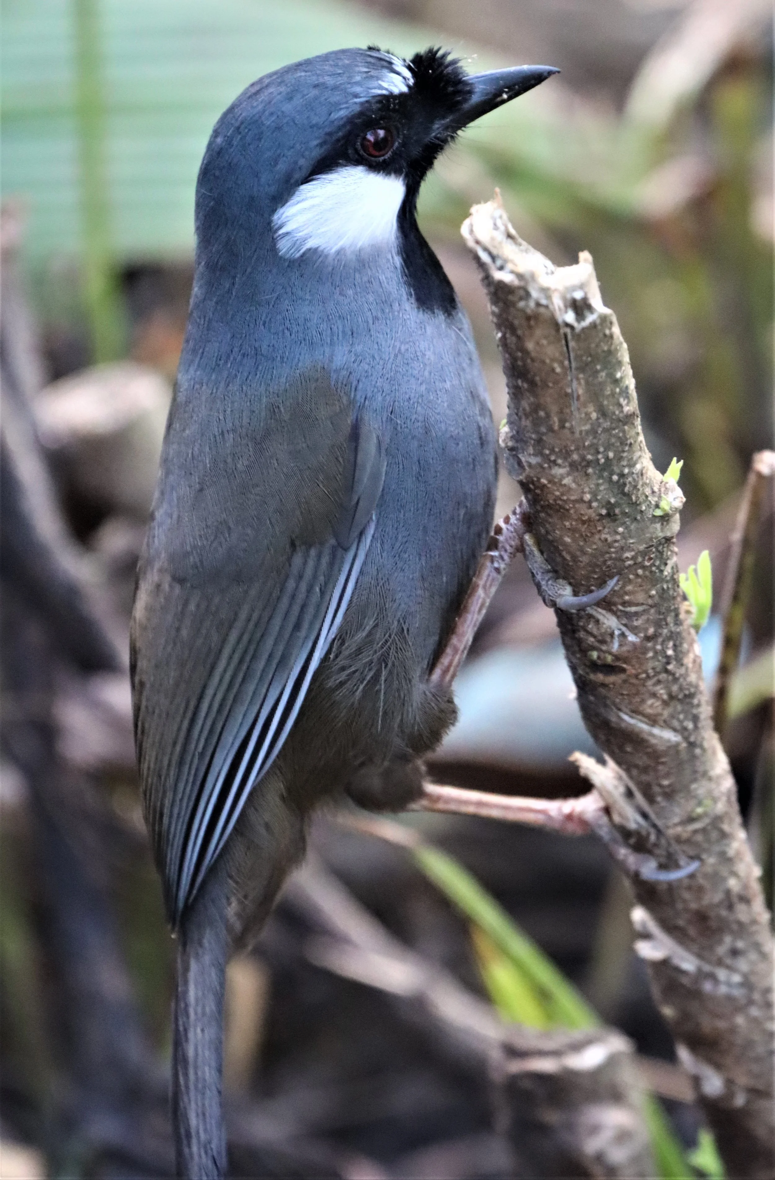 LAUGHINGTHRUSH - BLACK-THROATED LAUGHINGTHRUSH - Garrulax chinensis - KHAO DIEU DAI, KHAO YAI NP (23).jpg