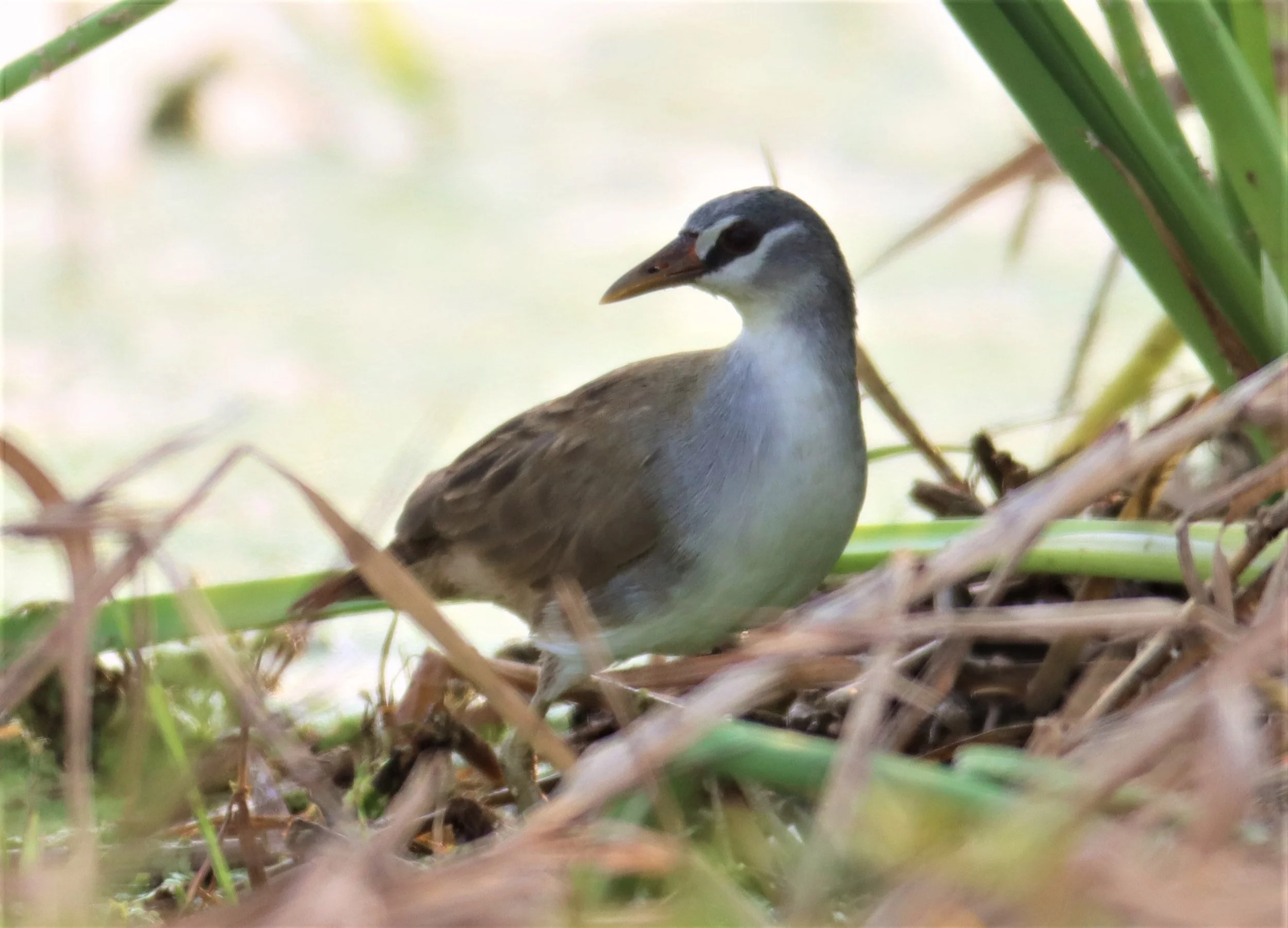 White-browed Crake (Porzana cinerea) Thap Yao Rice Fields Lat Krabang Bangkok (58).jpg