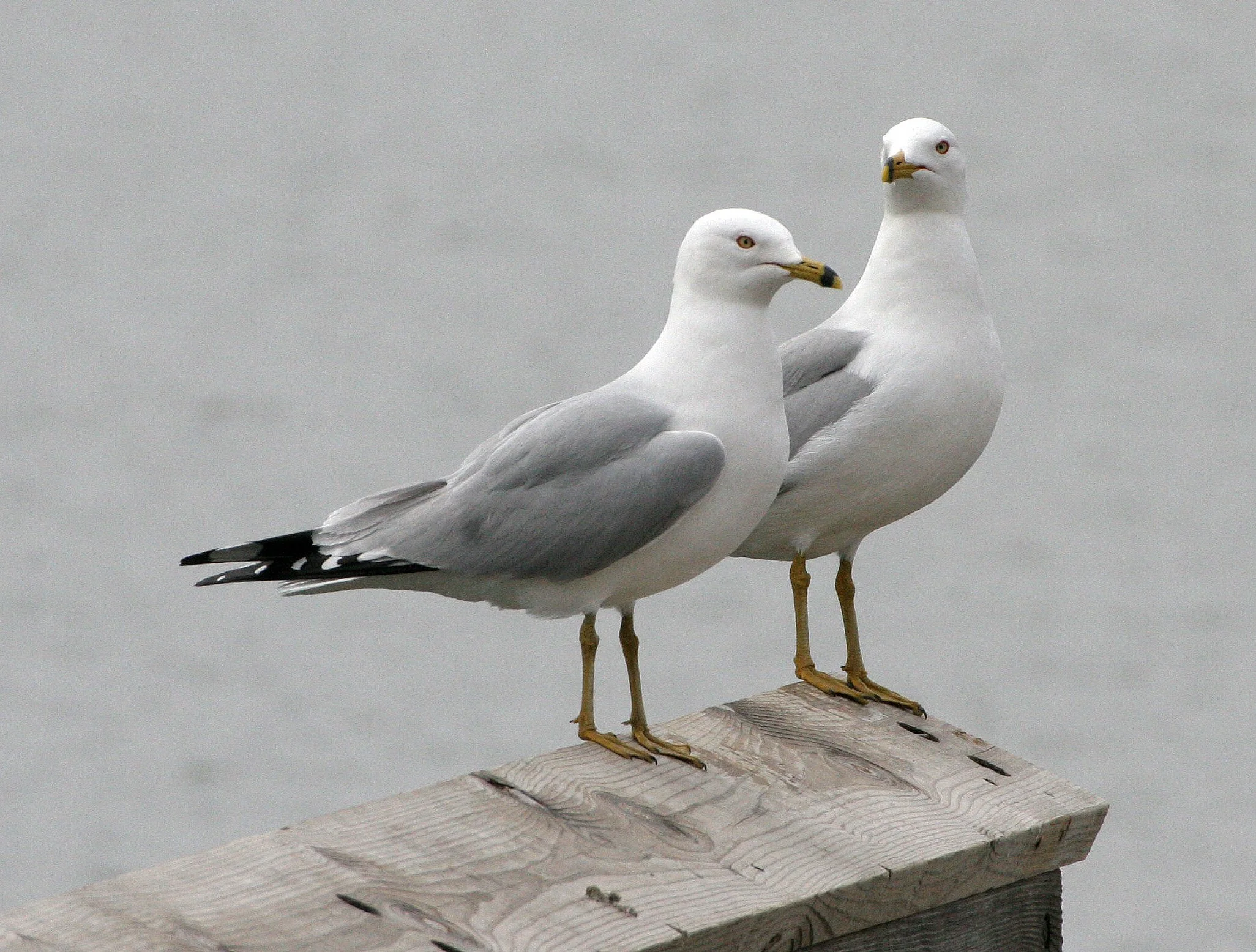 BIRD - GULL - RING-BILLED GULL - WEST BRANCH OF DUPAGE RIVER ILLINOIS RESERVE.JPG