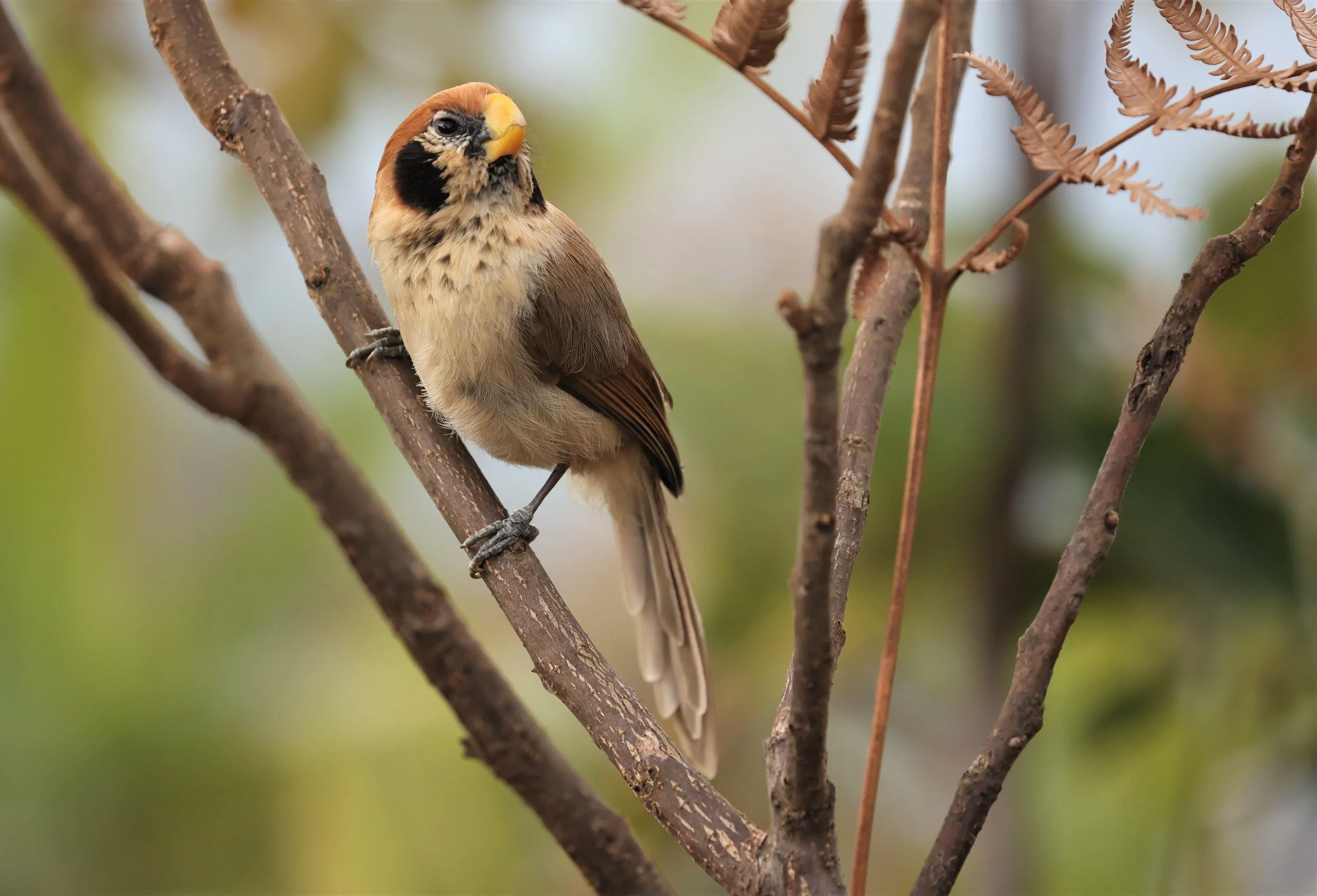 PARROTBILL - SPOT-BREASTED PARROTBILL - Paradoxornis guttaticollis - DOI LANG WEST, DOI PHA HOM POK NP, CHIANG MAI DEC 2021 (58).jpg