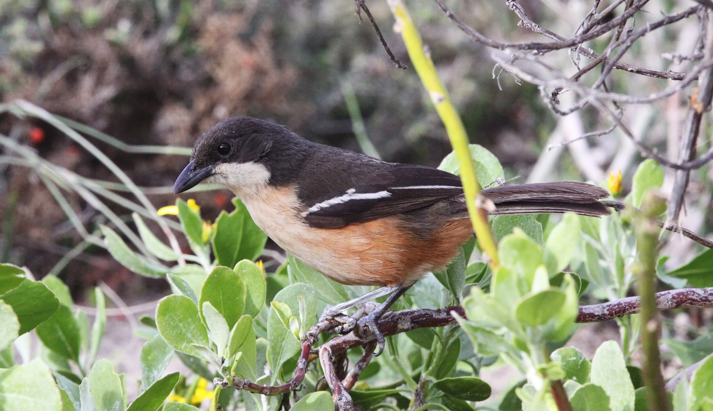 Southern Boubou (Laniarius ferrugineus) De Hoop Reserve South Africa (2).JPG