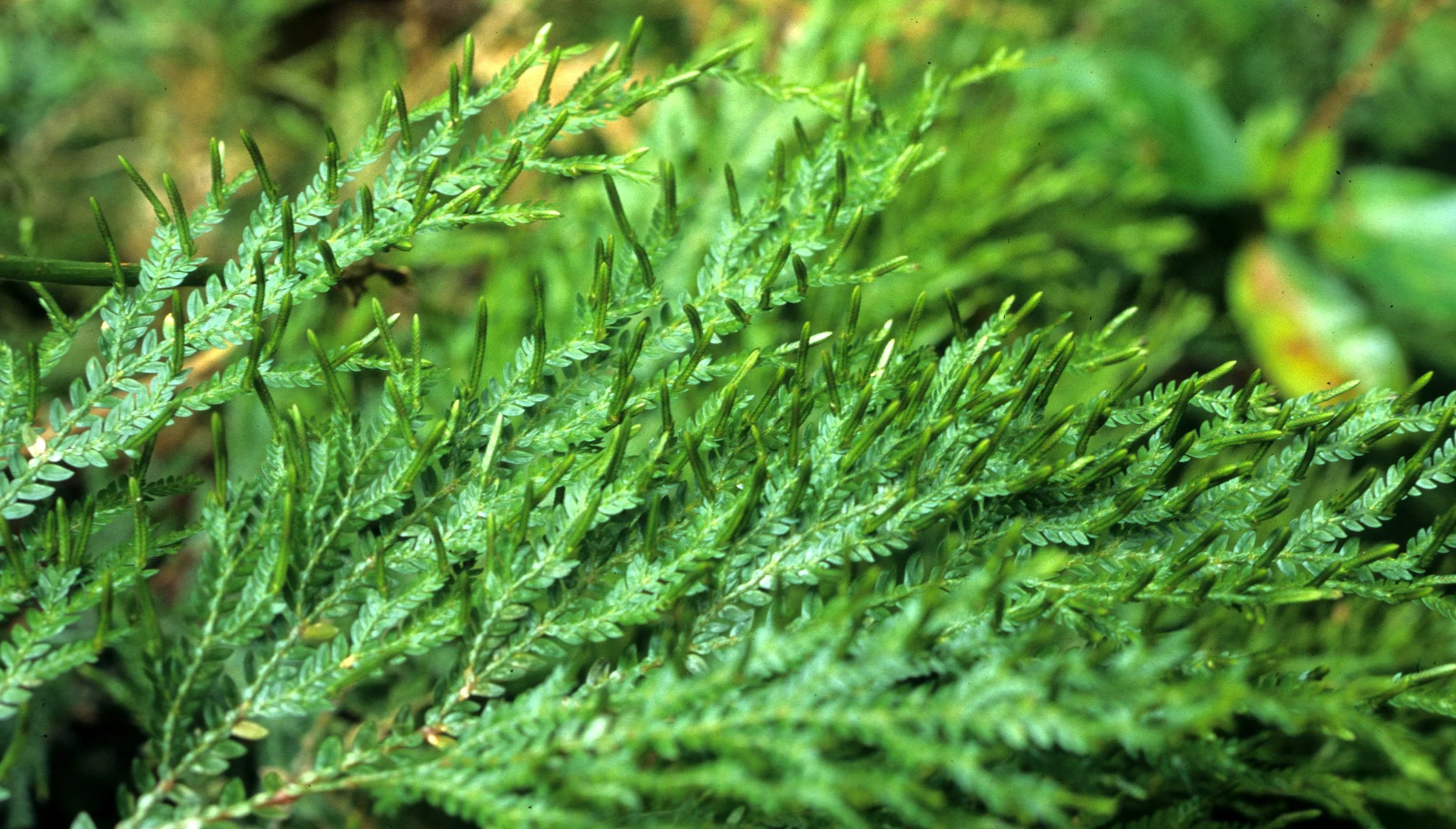 HAWAII - HAWAII - SELAGINELLA.jpg