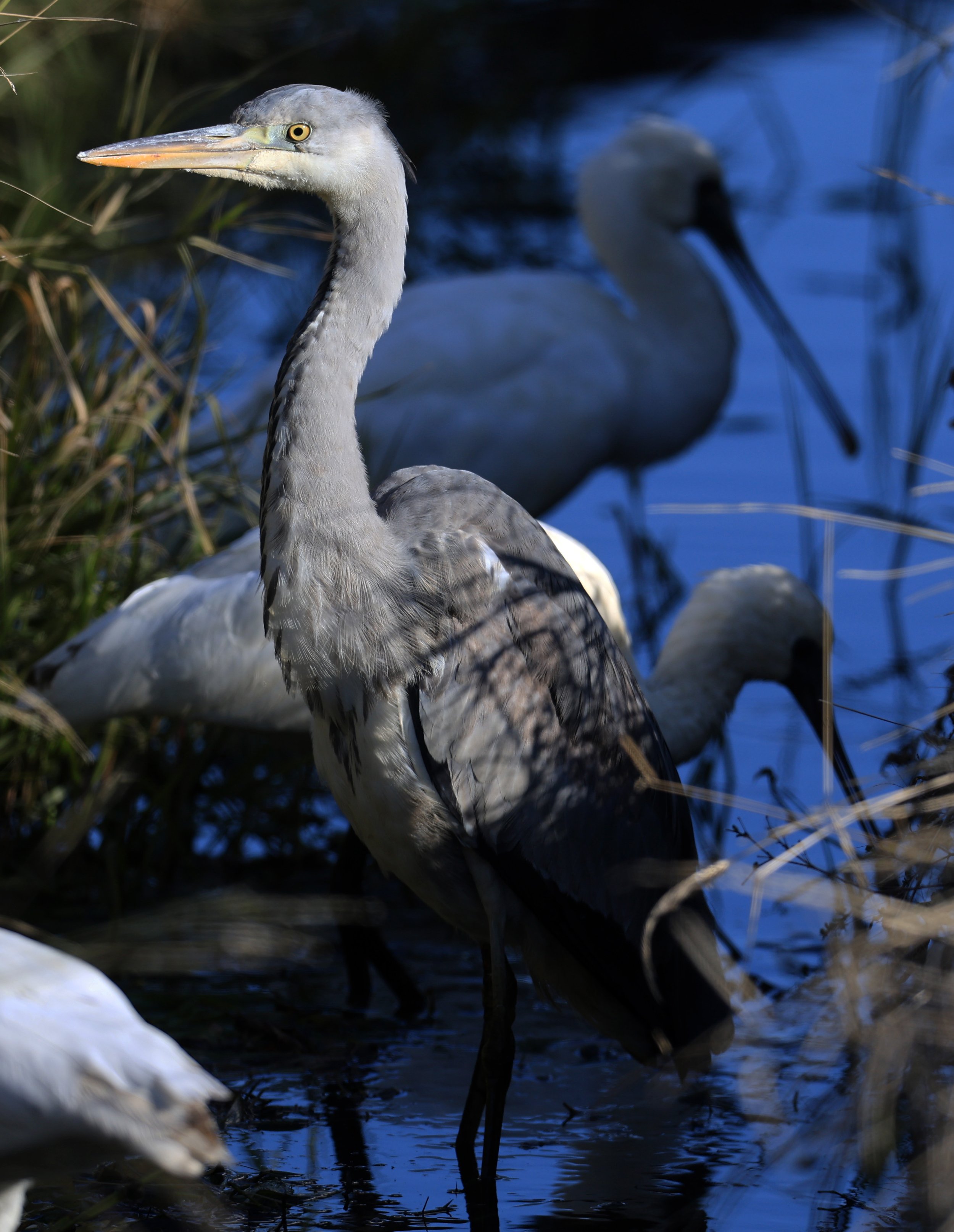 Grey Heron (Ardea cinerea) Izumi Crane Center and Fields Izumi Kagoshima Japan (17).jpg