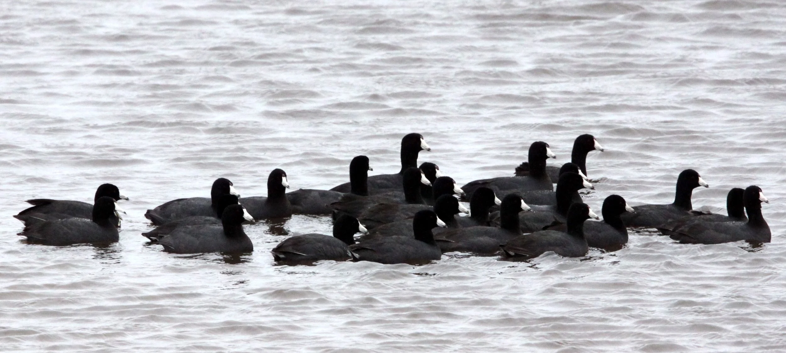 BIRD - COOT - AMERICAN COOT - ARCATA MARSH CALIFORNIA (5).JPG