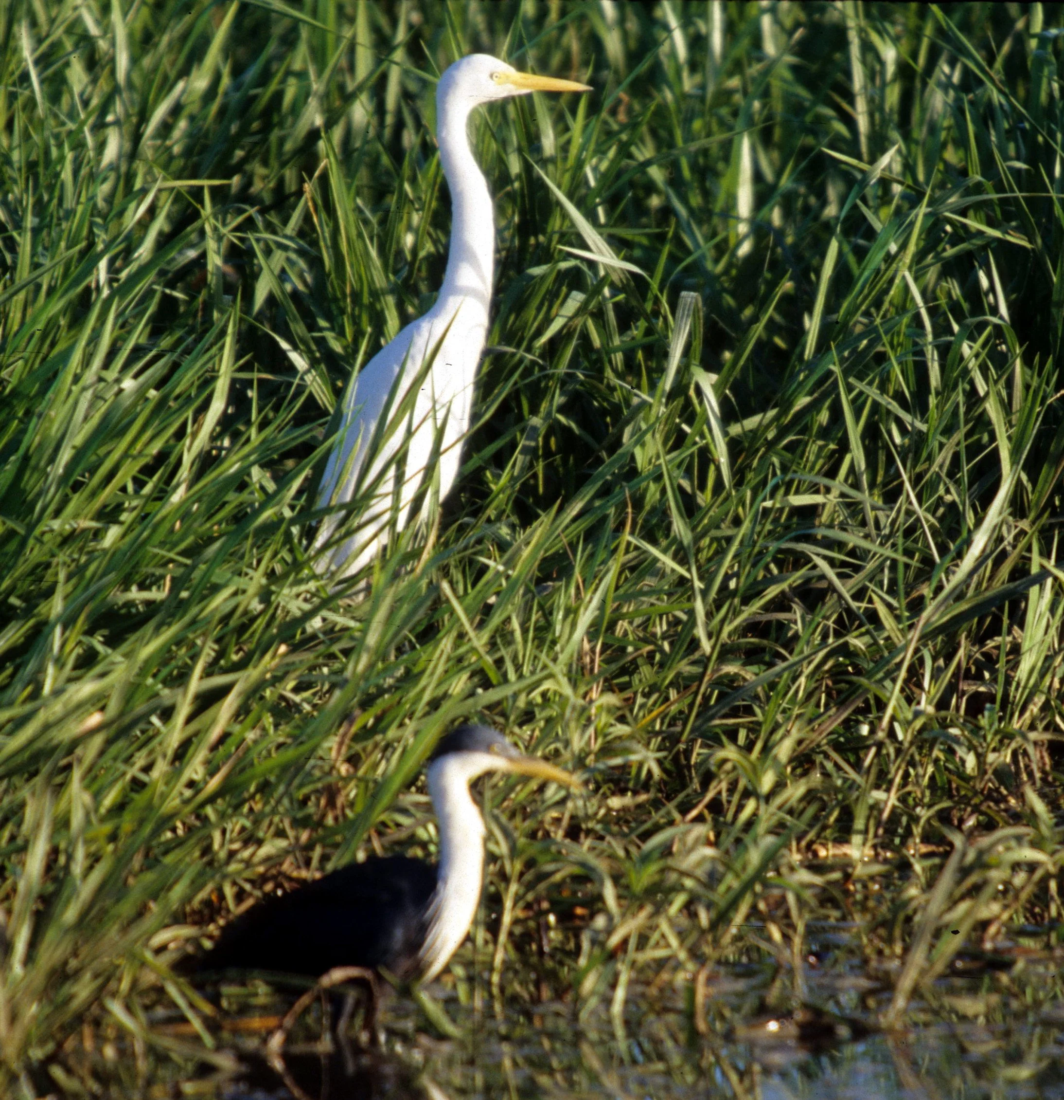 BIRD - EGRET - GREAT EGRET WITH PIED HERON - KAKADU NP.jpg
