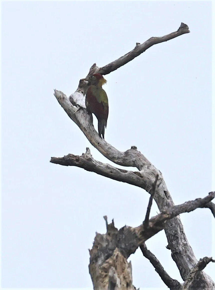 Picus puniceus - CRIMSON-WINGED WOODPECKER - BUKIT TINGGI PAHANG MALAYSIA JUNE 2022 (7).jpg