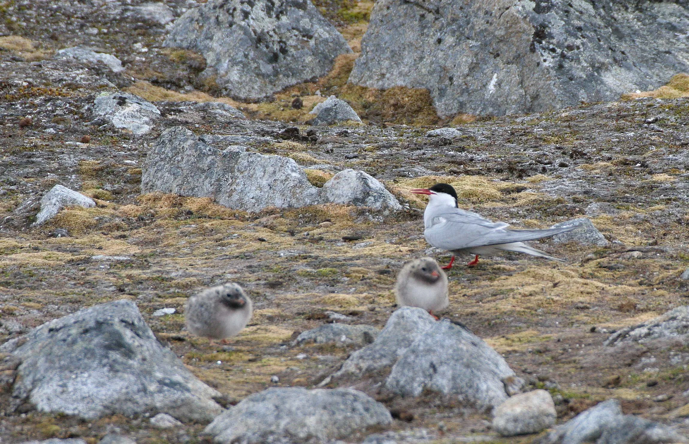 BIRD - TERN - ARCTIC TERN - SVALBARD (26).jpg
