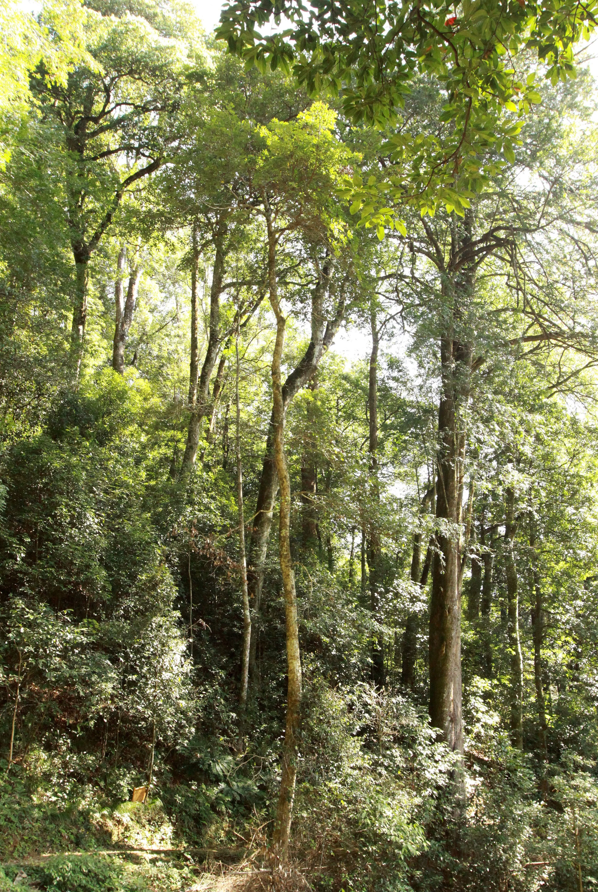 CHINESE YEW RESERVE - FUJIAN CHINA (25).JPG