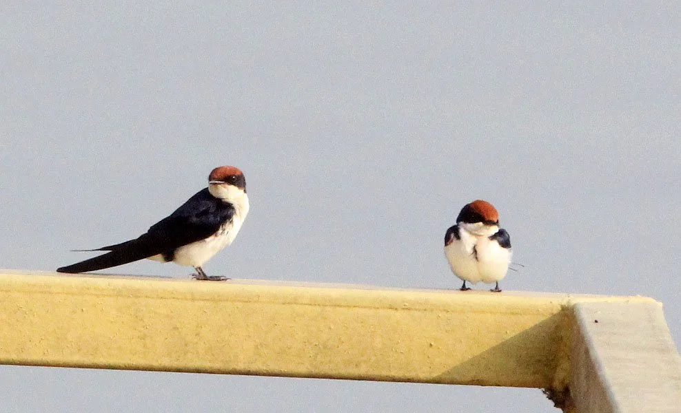 Wire-tailed Swallow (Hirundo smithii) Murchison Falls NP Uganda (4).JPG
