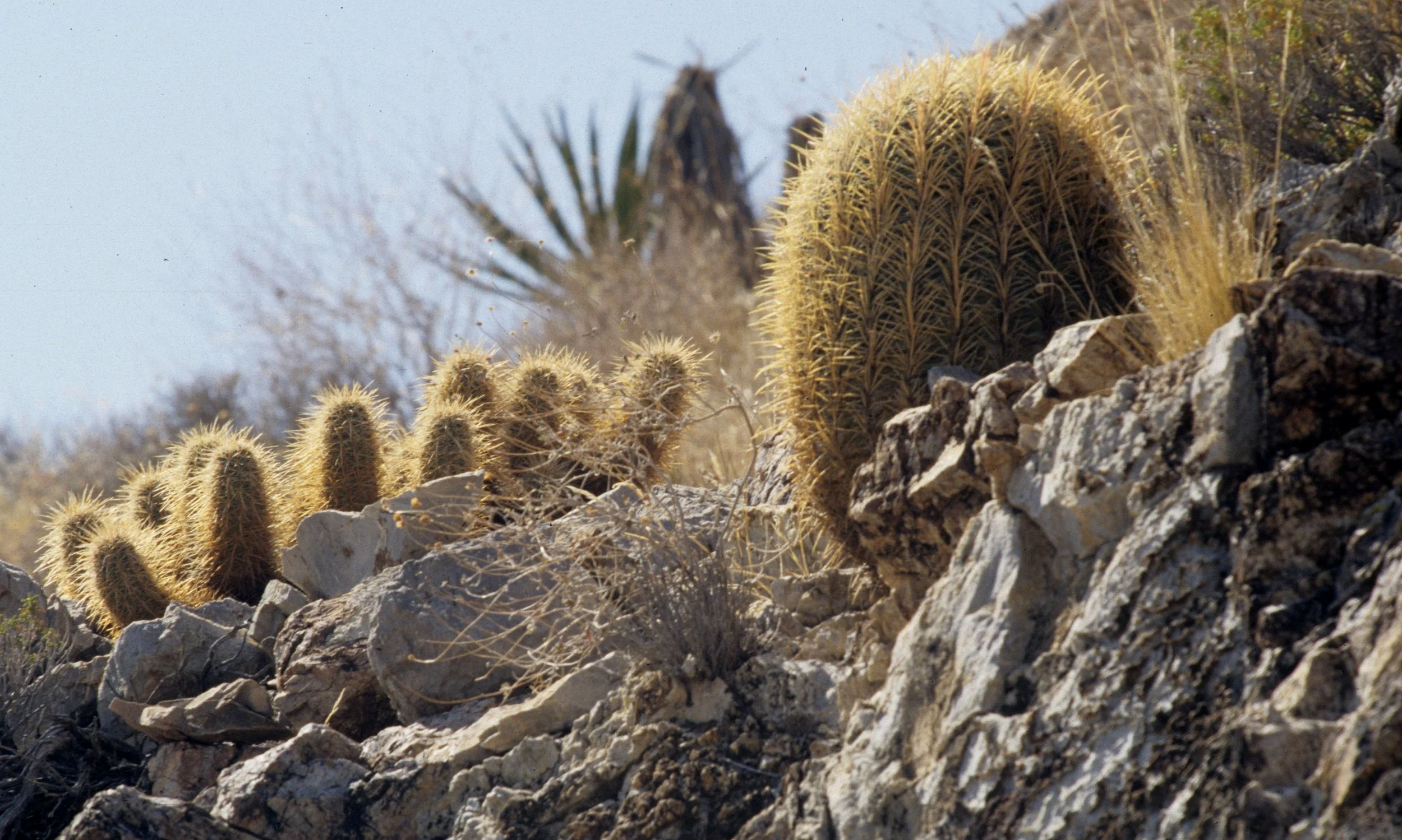 DEATH VALLEY - ECHINOCACTUS POLYCEPHALUS - COTTONTOP CACTUS WITH ENGALMANS CACTUS.jpg