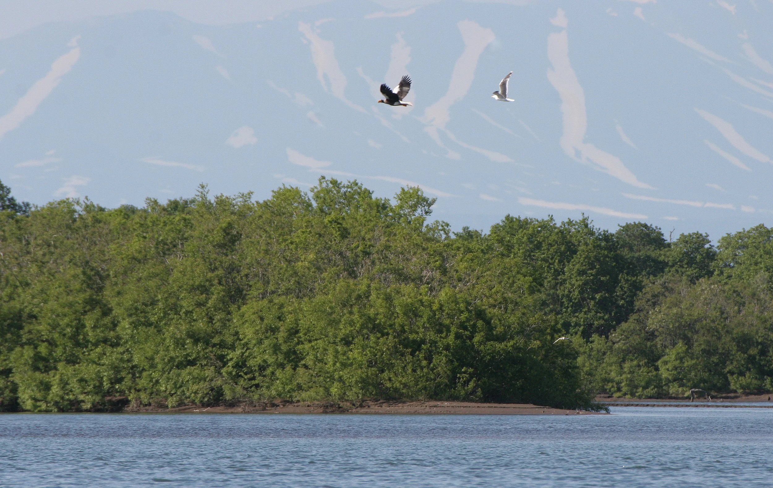 Haliaeetus pelagicus - STELLERS SEA EAGLE - ON KAMCHATKA COASTLINE - RUSSIA (80).jpg