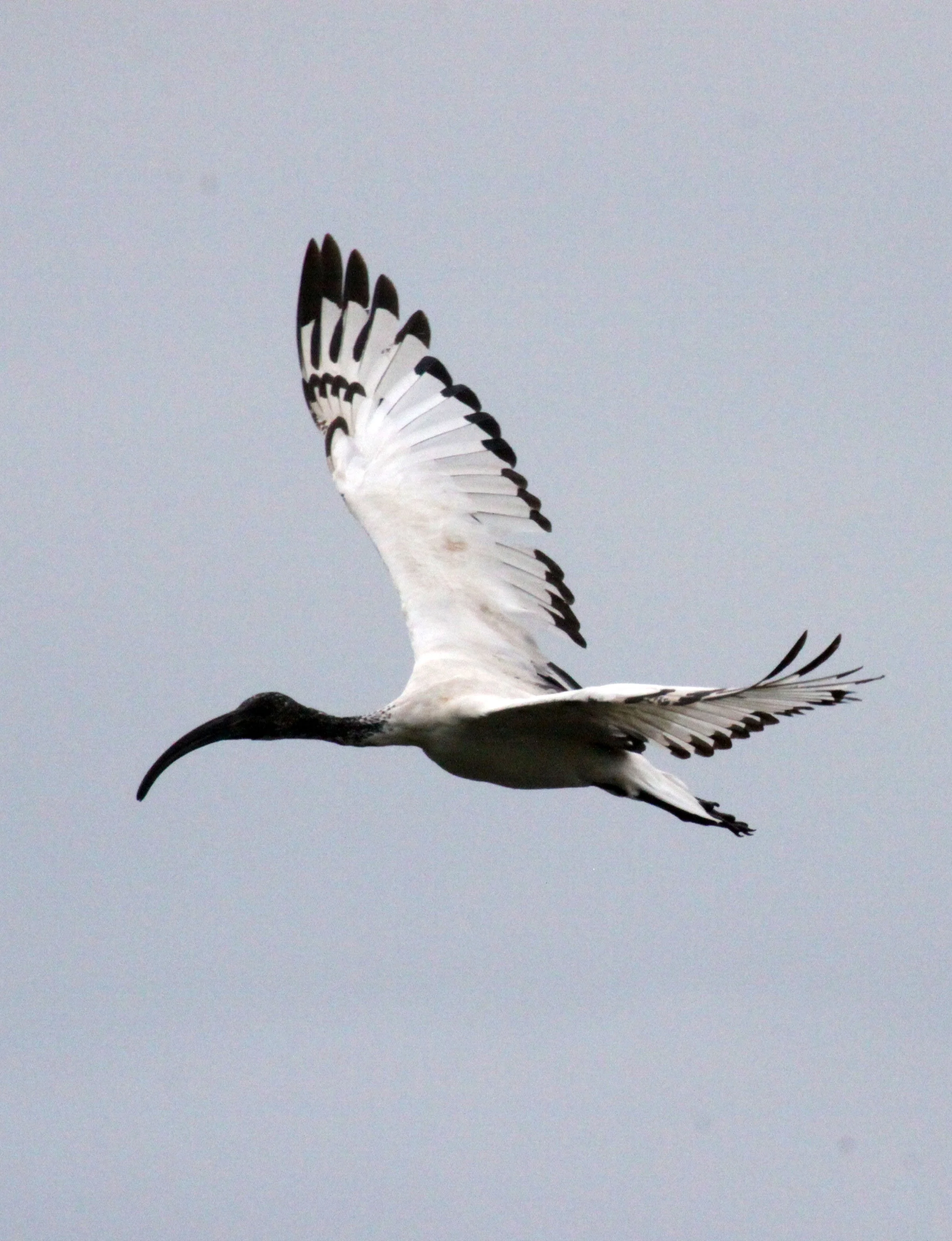 IBIS - AFRICAN SACRED IBIS - Threskiornis aethiopicus - LAKE AWASSA ETHIOPIA (10).JPG