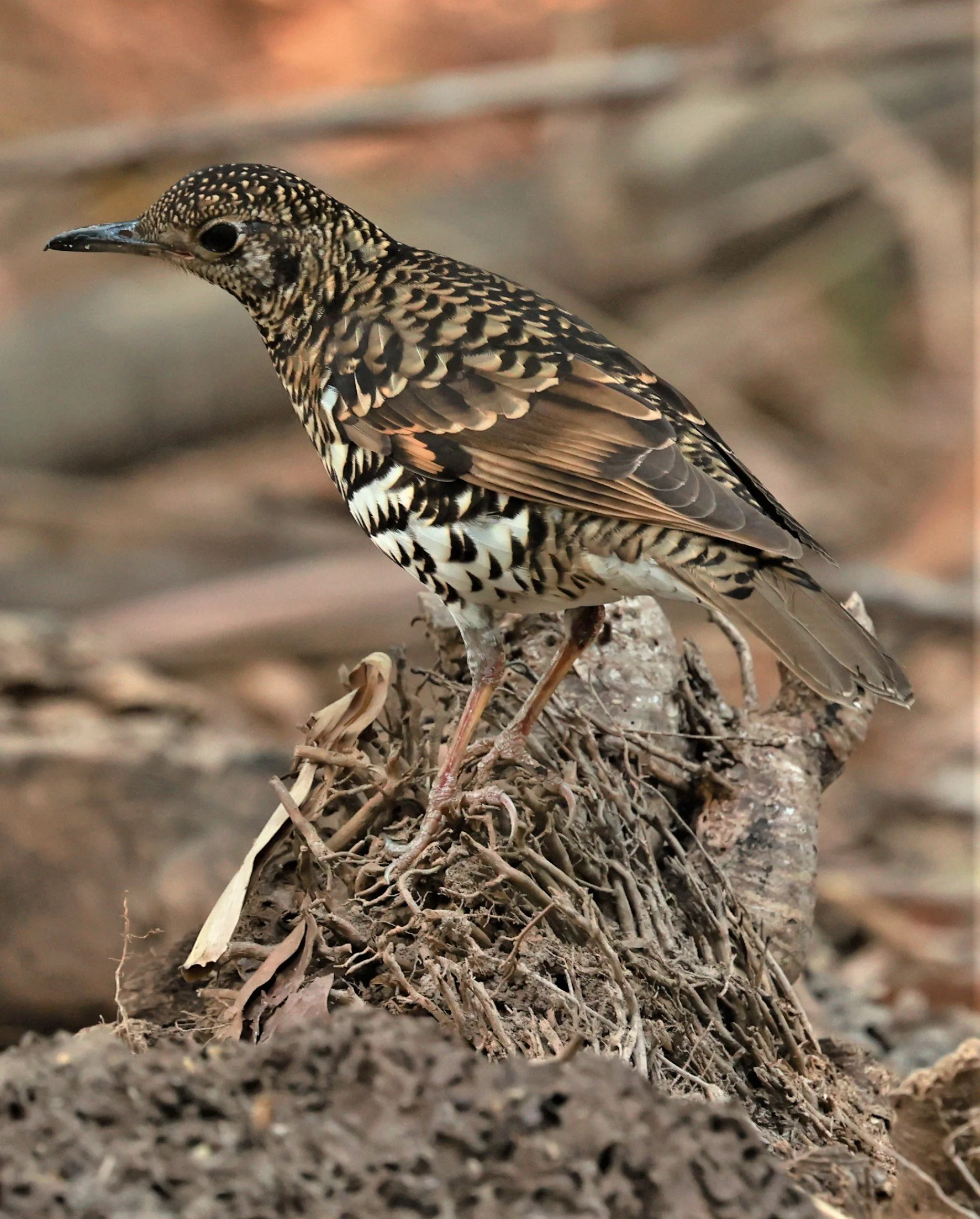 White's Thrush (Zoothera aurea) Putthamonthon Park Nakhon Pathom Thailand (85).jpg
