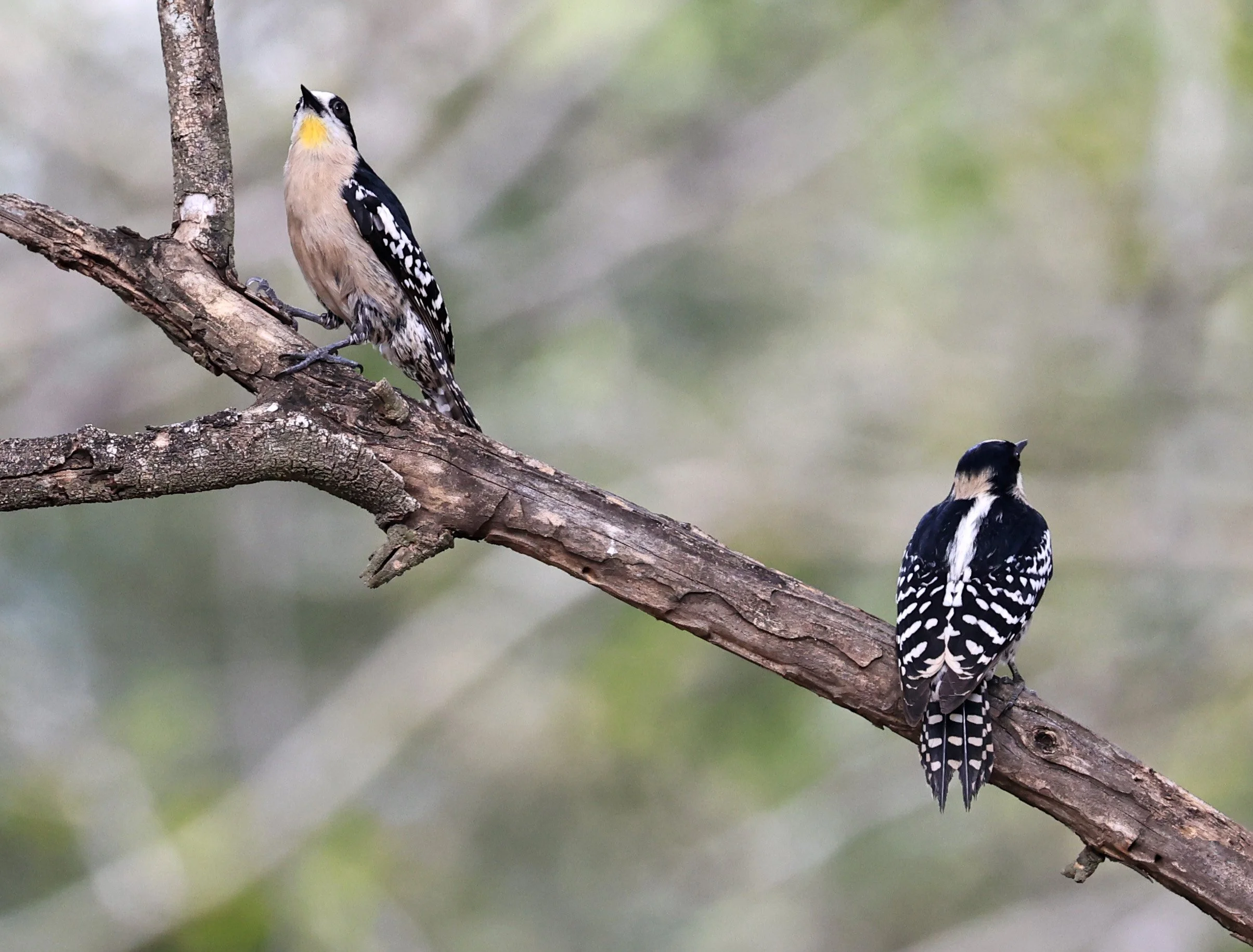 White-fronted Woodpecker (Melanerpes cactorum) Hotel Campestre Iparoma Paraguay (32).jpg
