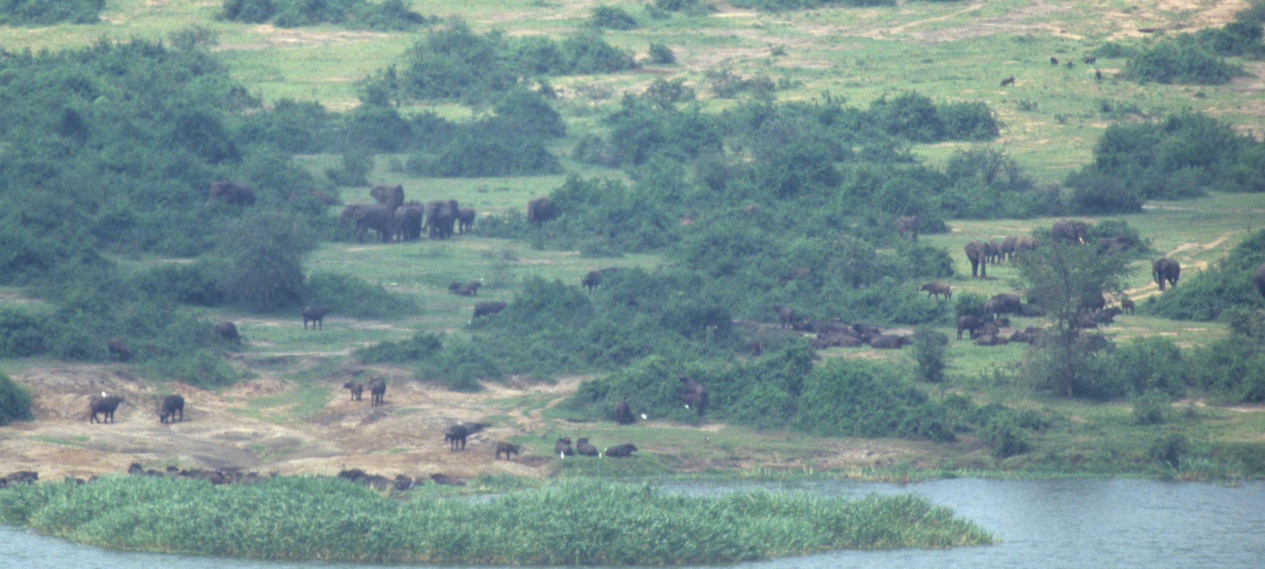 ELEPHANT - UGANDA 1A.jpg
