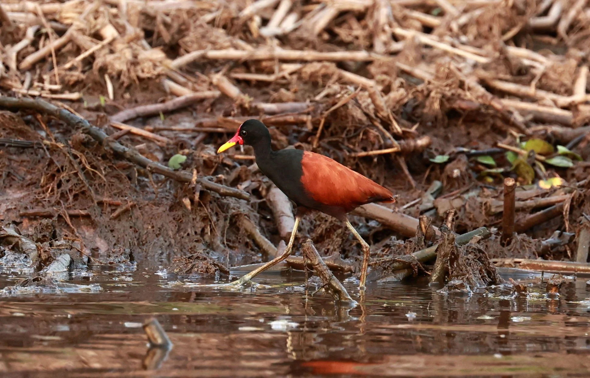 Jacana - Wattled Jacana - Jacana jacana - Pantanal, Encontro das Águas State Park, Porto Jofre, Cuiaba River, Brazil (3).jpg