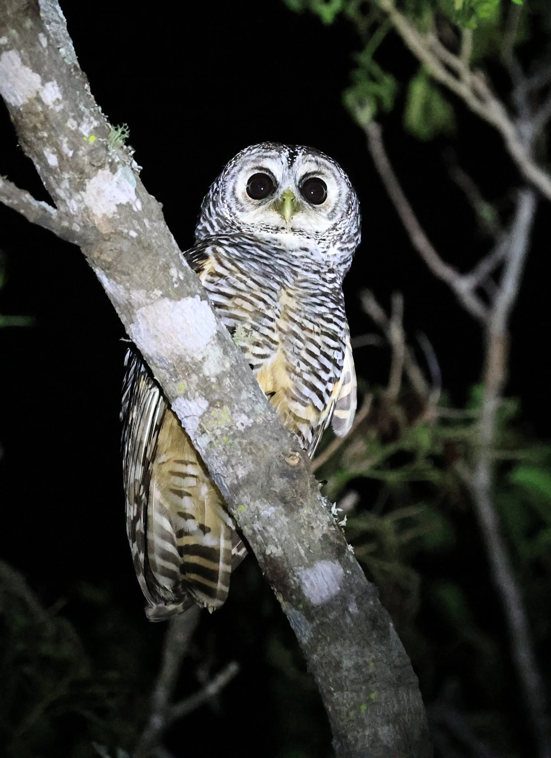Chaco Owl (Strix chacoensis) Reserva Nueland  Selva Serena (42).jpg