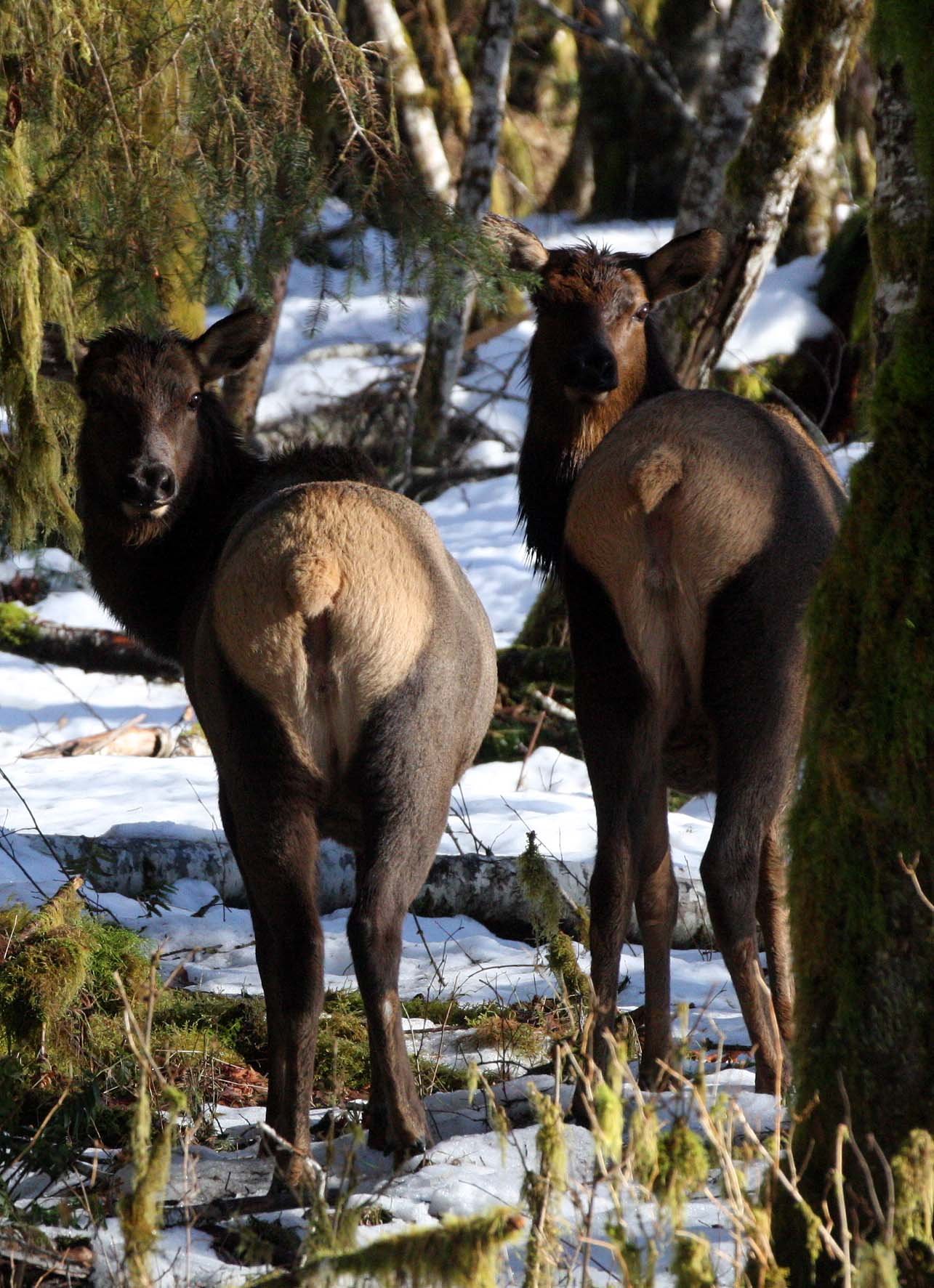 CERVID - ELK- ROOSEVELT ELK - HOH RAINFOREST WA (9).JPG