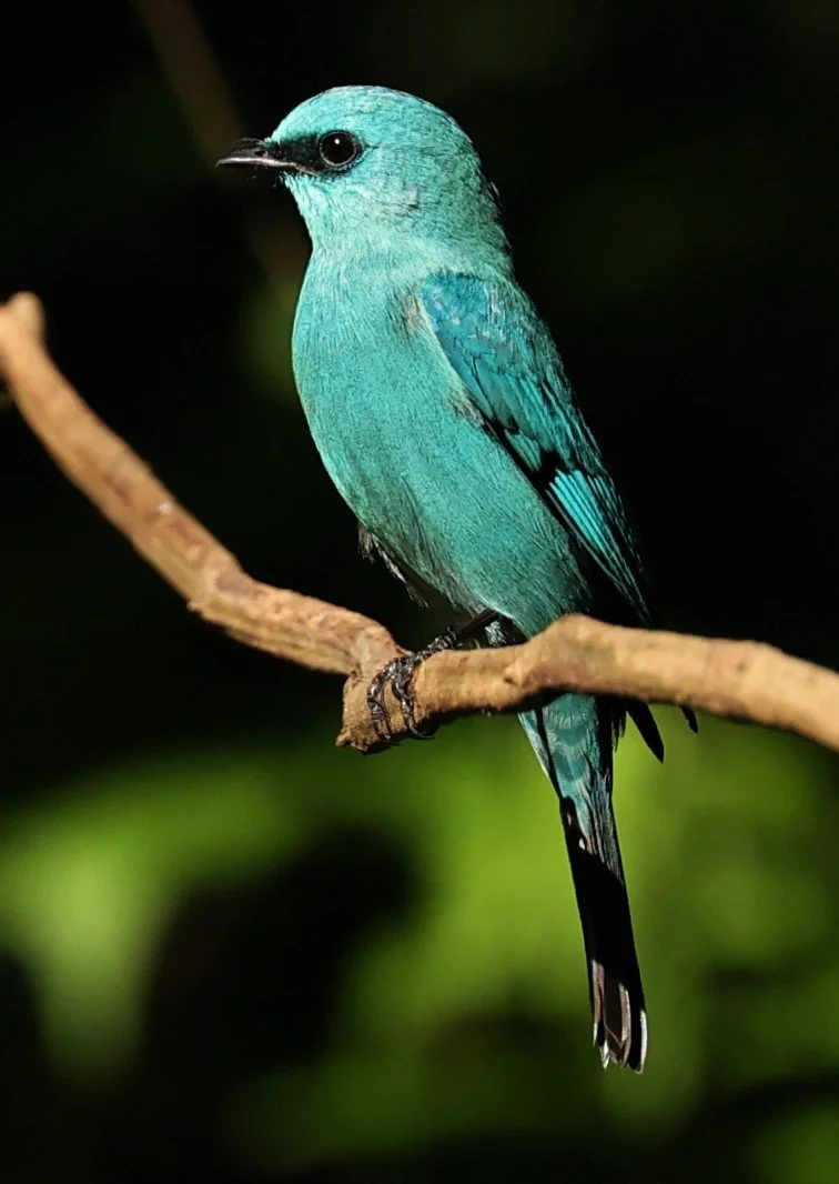 FLYCATCHER - VERDITER FLYCATCHER - Eumyias thalassina - WAT THAM PRATHUM CHONBURI JAN 30 2022 (134).jpg
