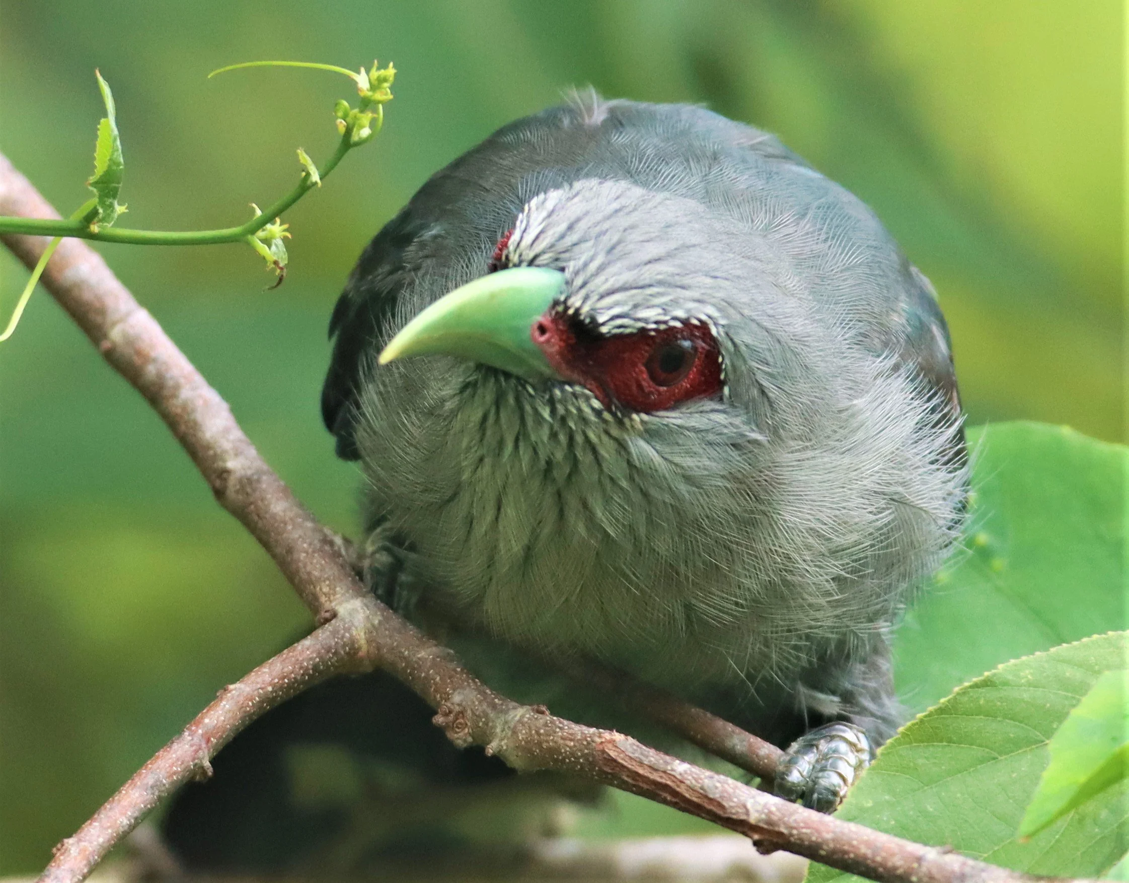 Green-billed Malkoha (Phaenicophaeus tristis) Nong Ya Plong Petchaburi Thailand (17).jpg