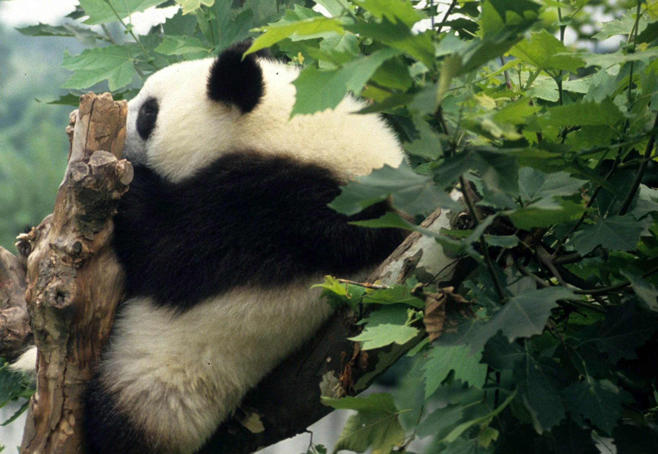 URSID - GIANT PANDA - CHENGDU REGION CHINA (2).jpg