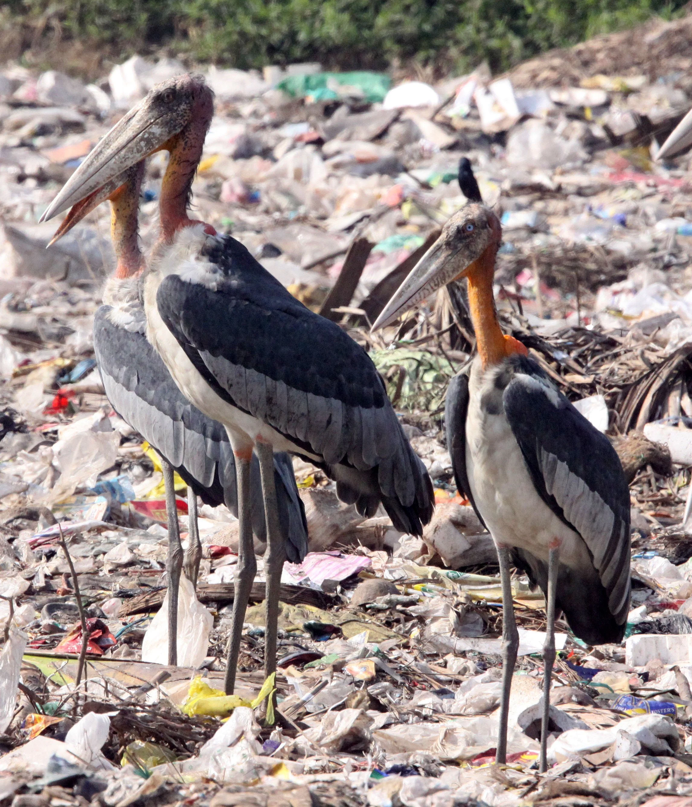 STORK - GREATER ADJUTANT STORK - Leptoptilos dubius - GUWAHATI DUMP ASSAM INDIA (2).JPG