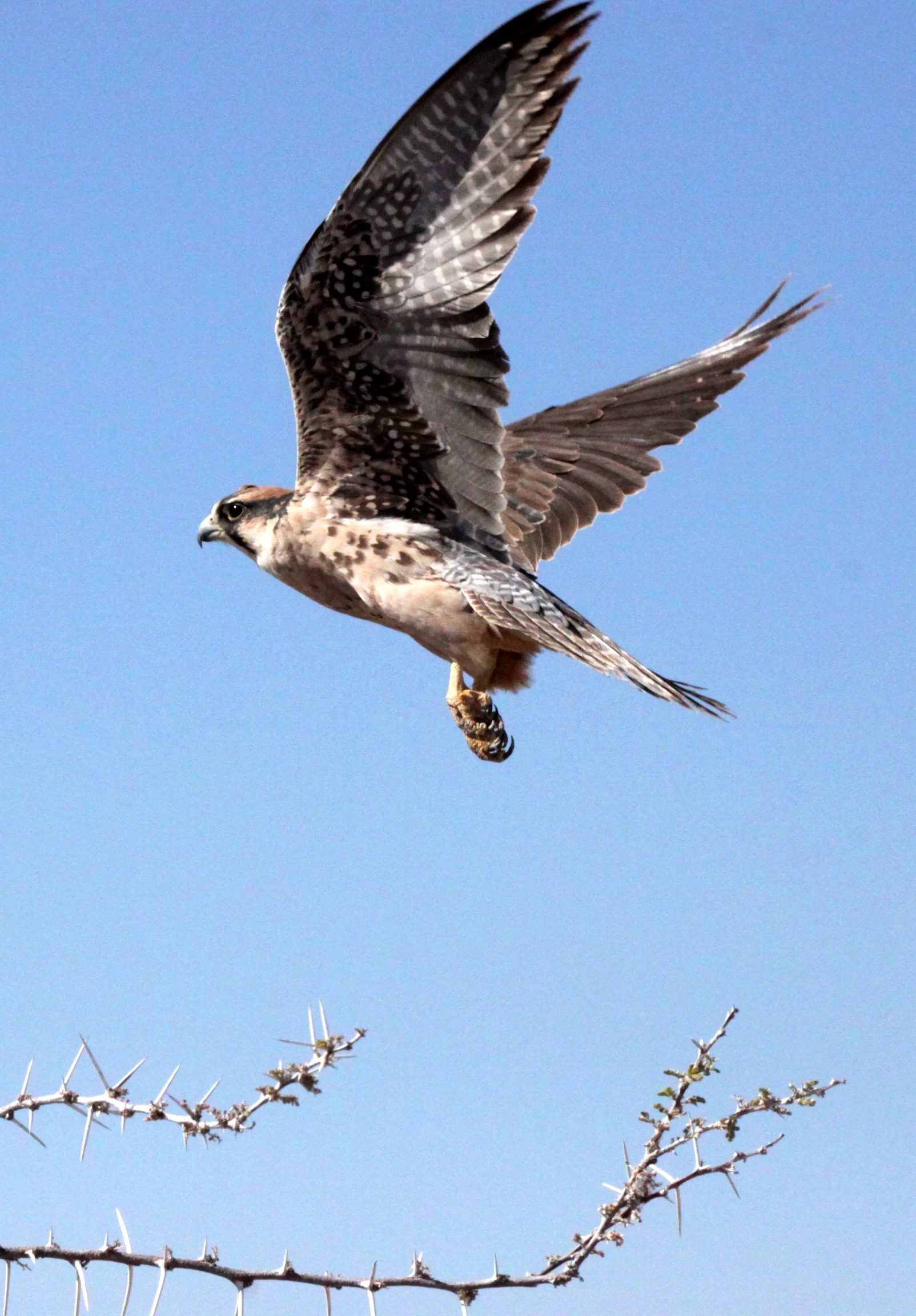 Falco biarmicus - LANNER FALCON - ETOSHA NATIONAL PARK NAMIBIA (4).JPG