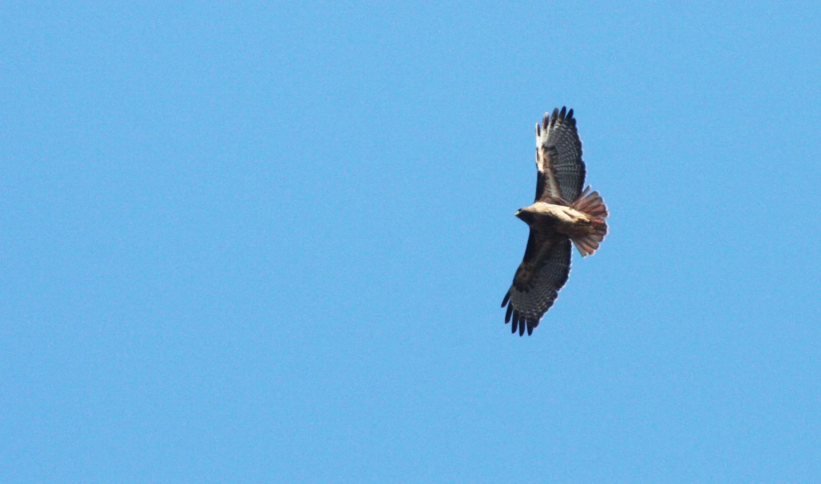 Buteo jamaicensis - RED-TAILED HAWK - LAKE FARM TRAILS (9).JPG