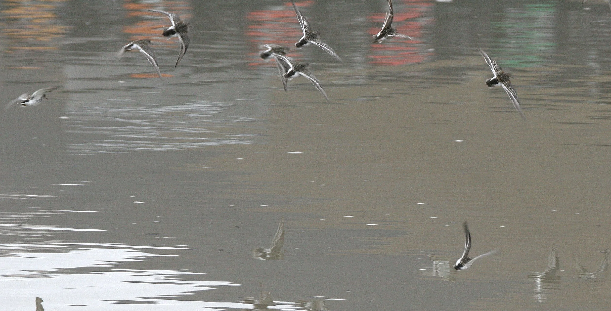 BIRD - SANDPIPER - PURPLE IN FLIGHT.jpg