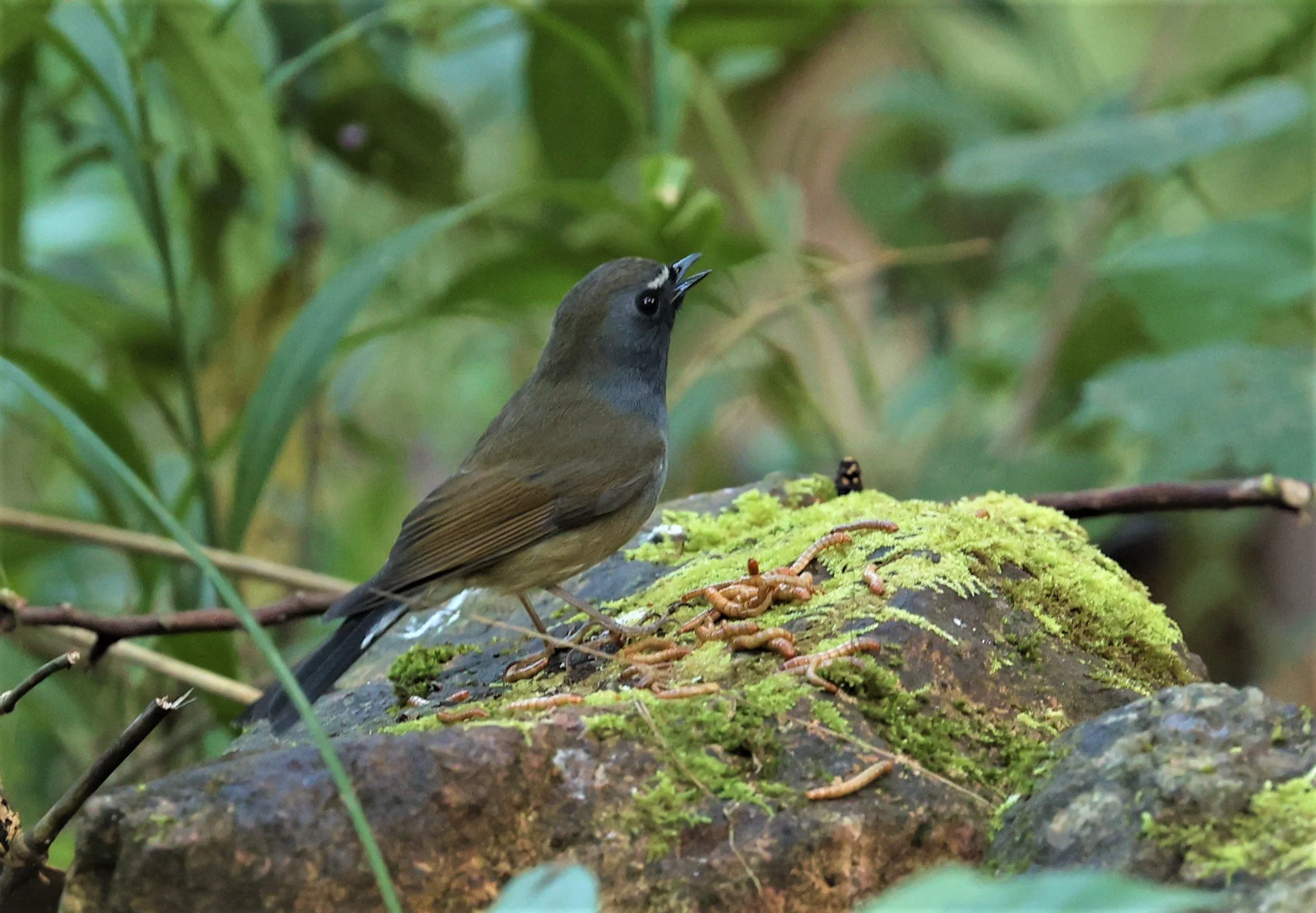 FLYCATCHER - RUFOUS-GORGETED FLYCATCHER - Ficedula strophiata - DOI LANG WEST, DOI PHA HOM POK NP, CHIANG MAI DEC 2021 (29).jpg