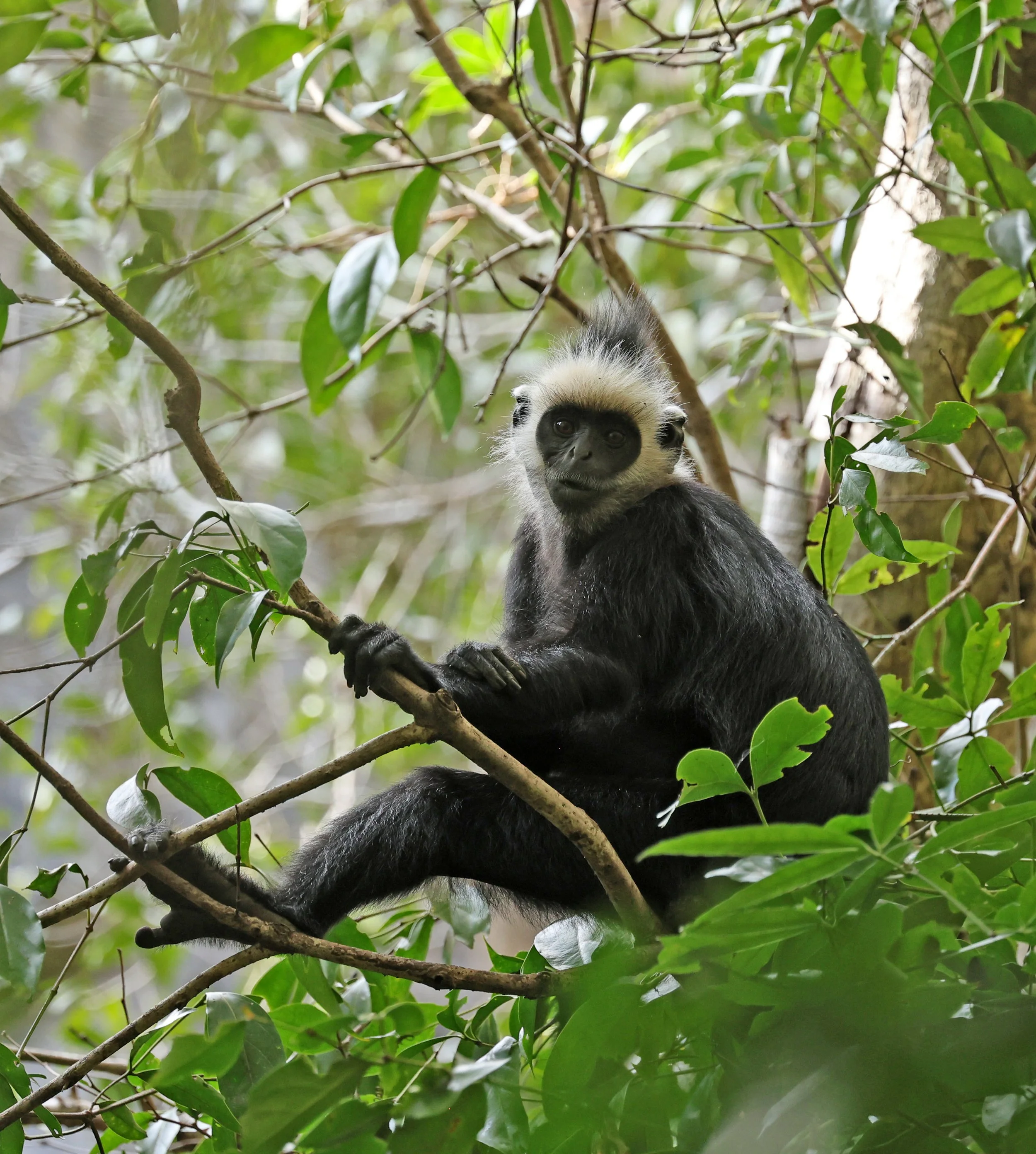 Laotian Langur or White-browed Black Langur (Trachypithecus laotum) The Rock Viewpoint, Khammouane Province Laos (102).jpg