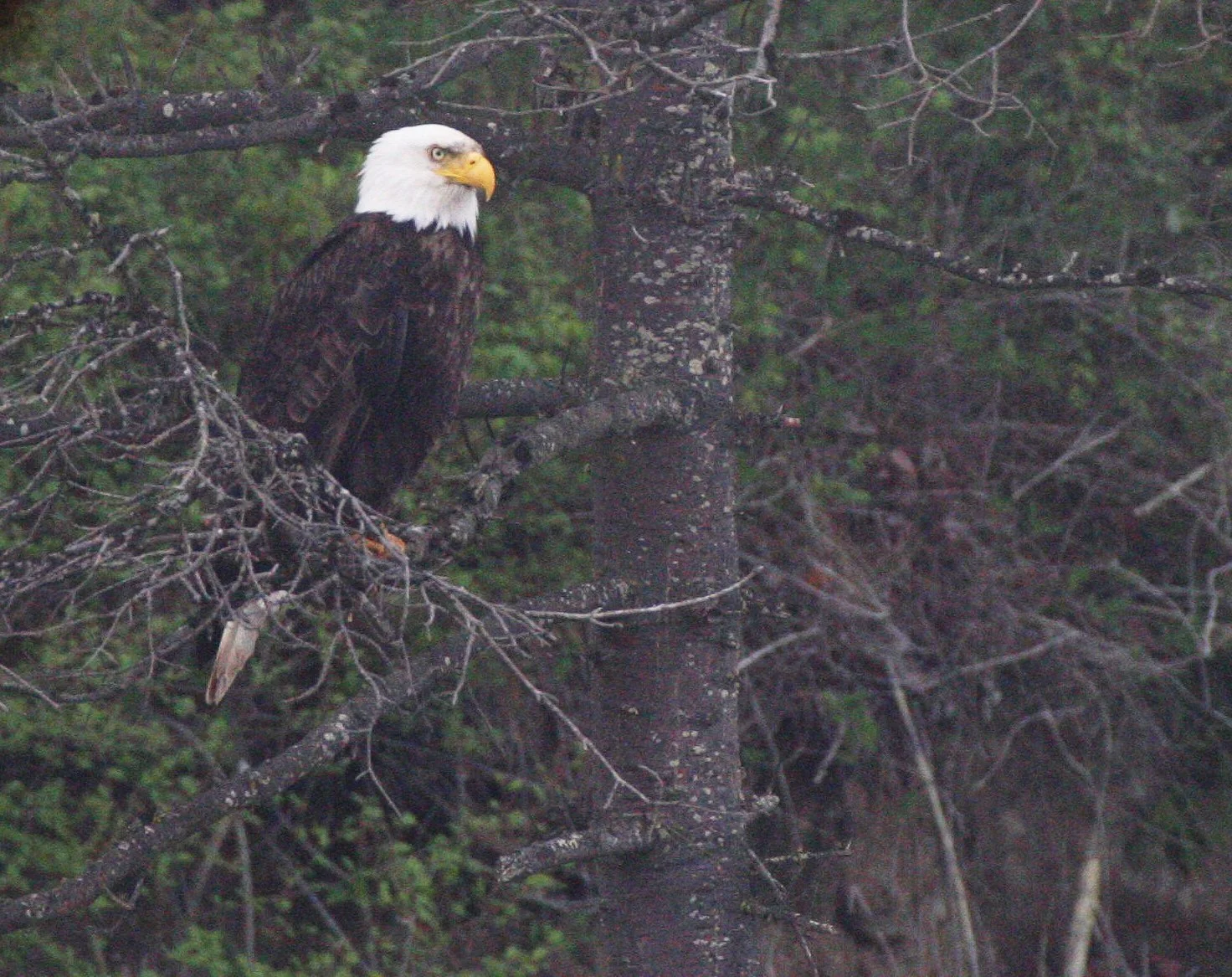 Haliaeetus leucocephalus - AMERICAN BALD EAGLE - LAKE FARM BLUFFS WASHINGTON (225).JPG
