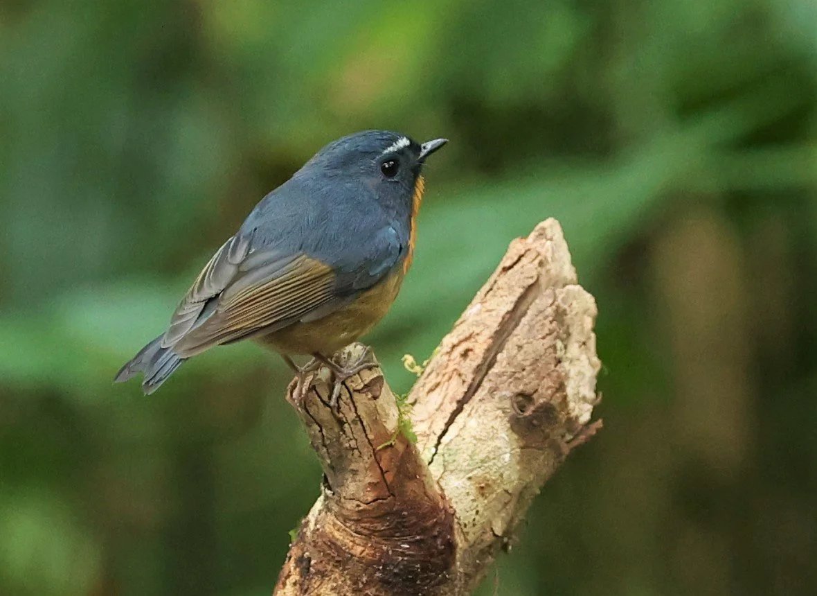 FLYCATCHER - SNOWY-BROWED FLYCATCHER - Ficedula hyperythra - DOI PHA HOM POK NP DOI LANG EAST FEB 2022 (38).jpg