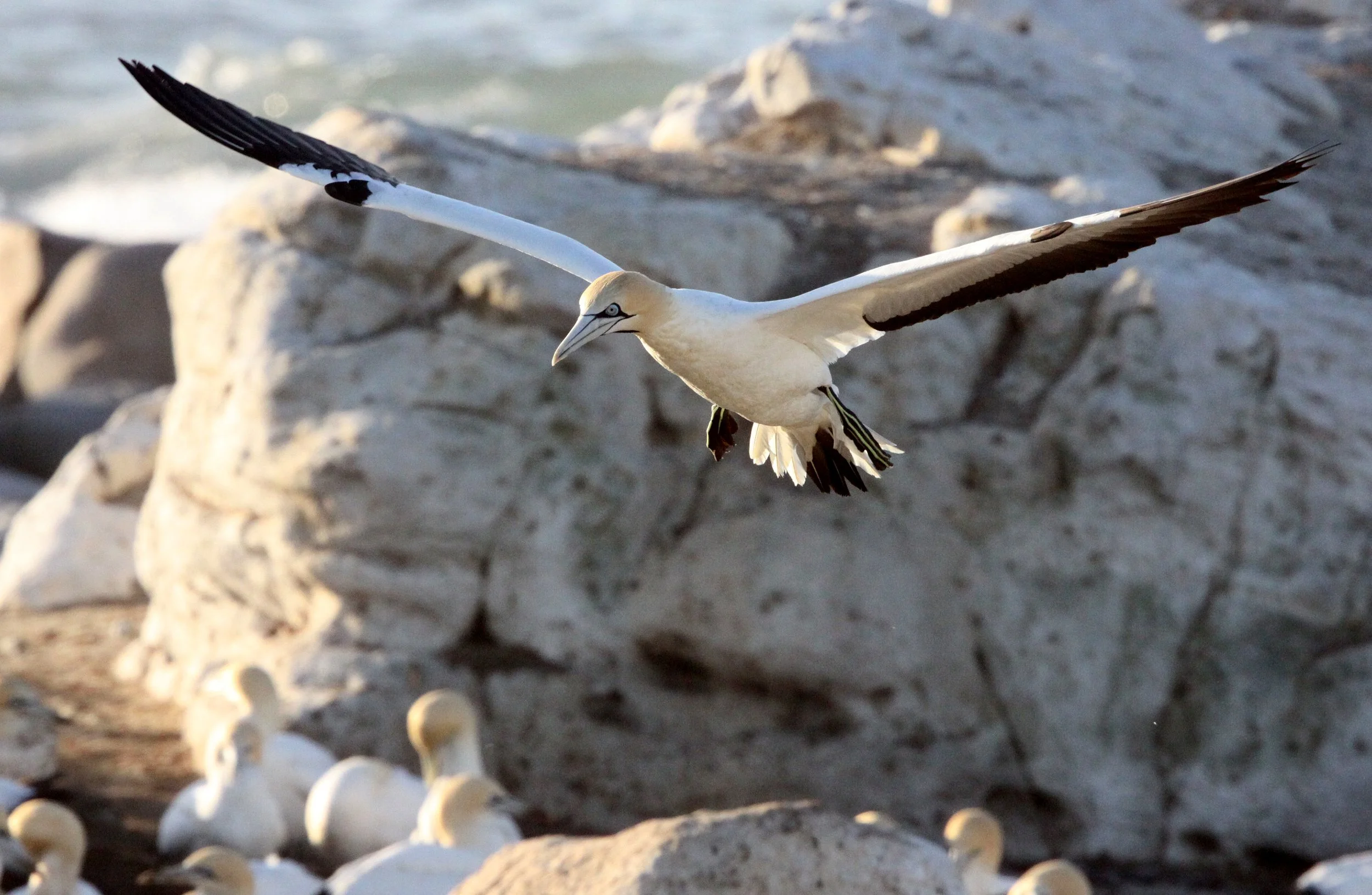Cape gannet (Morus capensis) Lambert's Bay South Africa (24).JPG