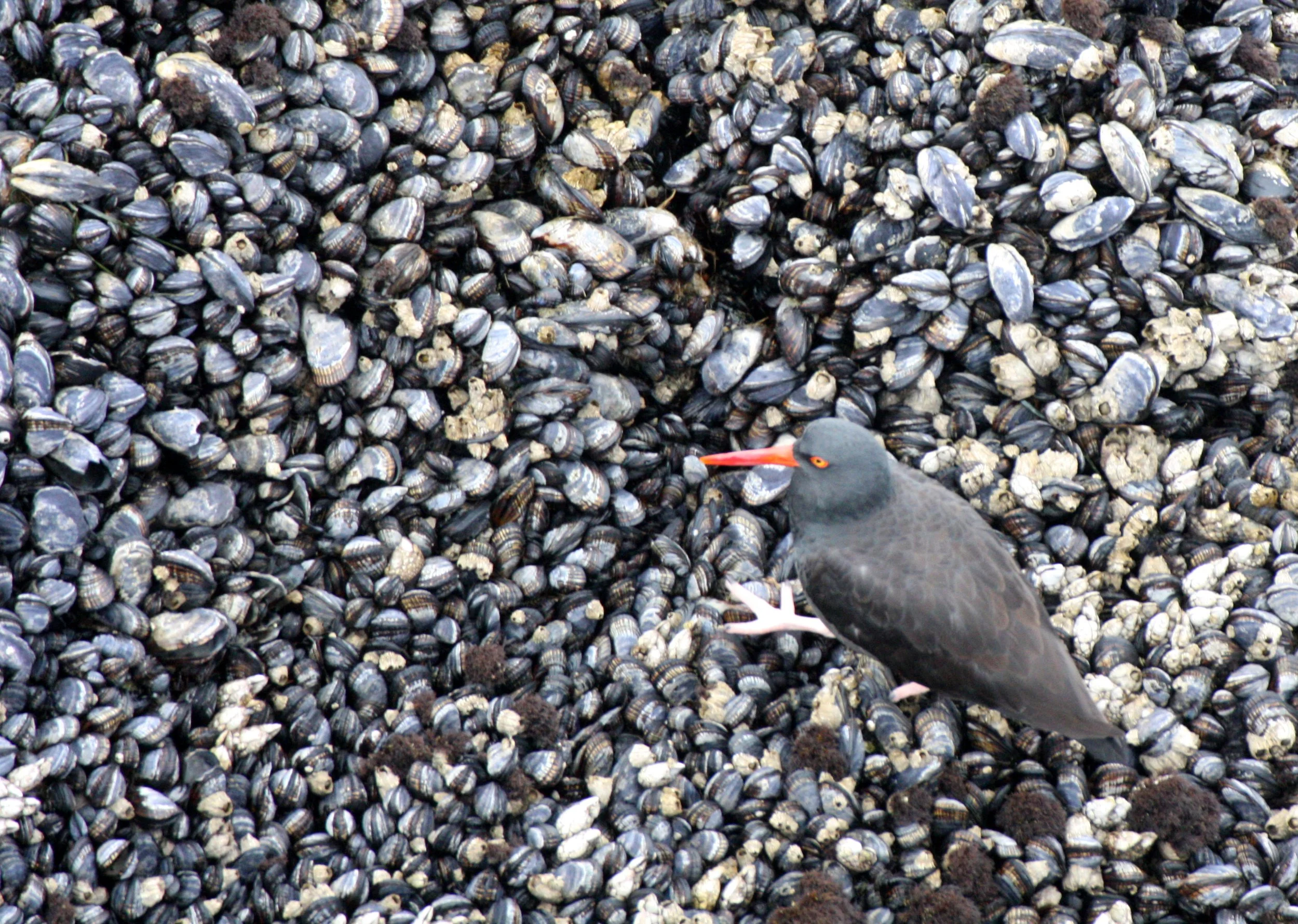 Black Oystercatcher (Haematopus bachmani) Cape Flattery Washington (10).JPG