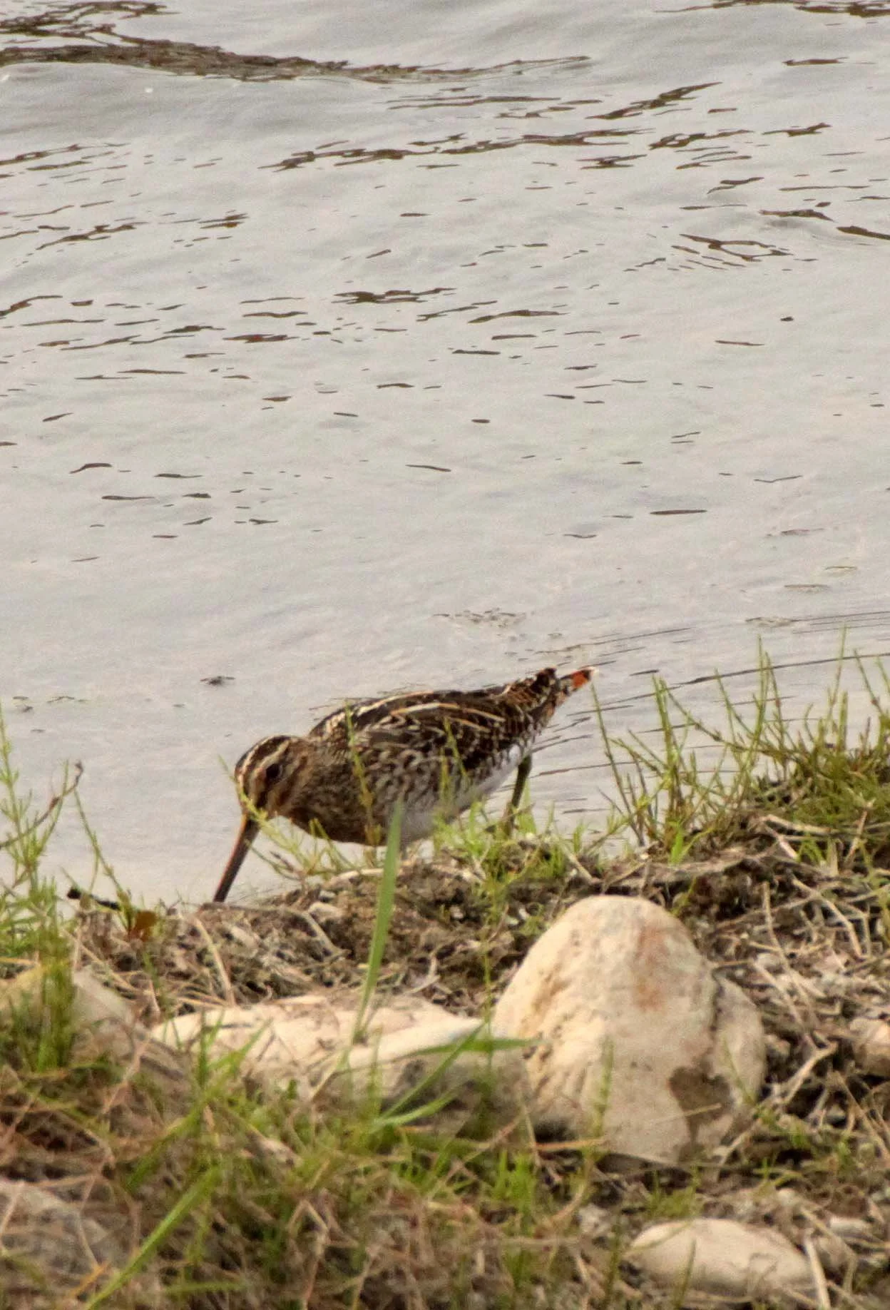 BIRD - SNIPE - COMMON SNIPE - YANG COUNTY - SHAANXI PROVINCE CHINA (3).JPG
