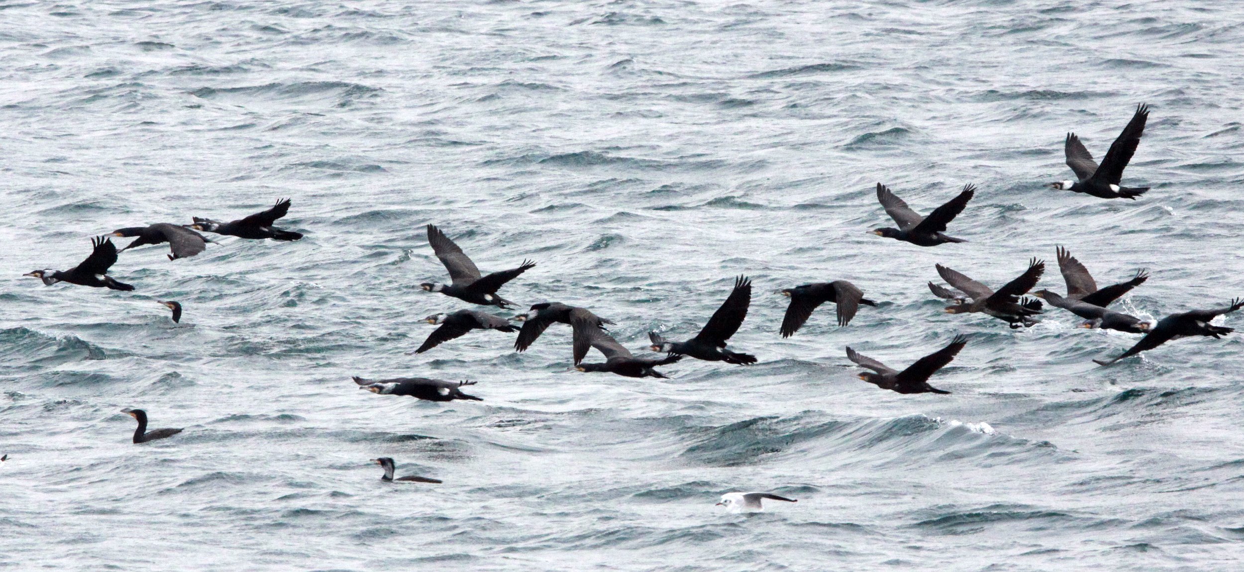 Phalacrocorax carbo - Great Cormorant - mixed Temminck's - Cape Irago, Japan (3).JPG