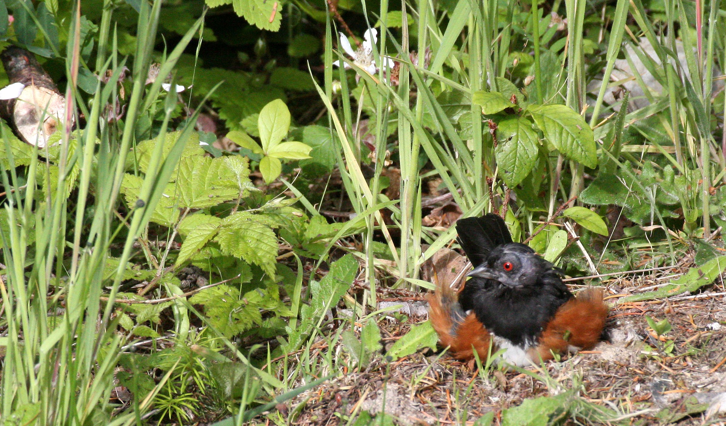 Spotted Towhee (Pipilo maculatus) Lake Farm Trails Olympic Peninsula Washington (4).JPG