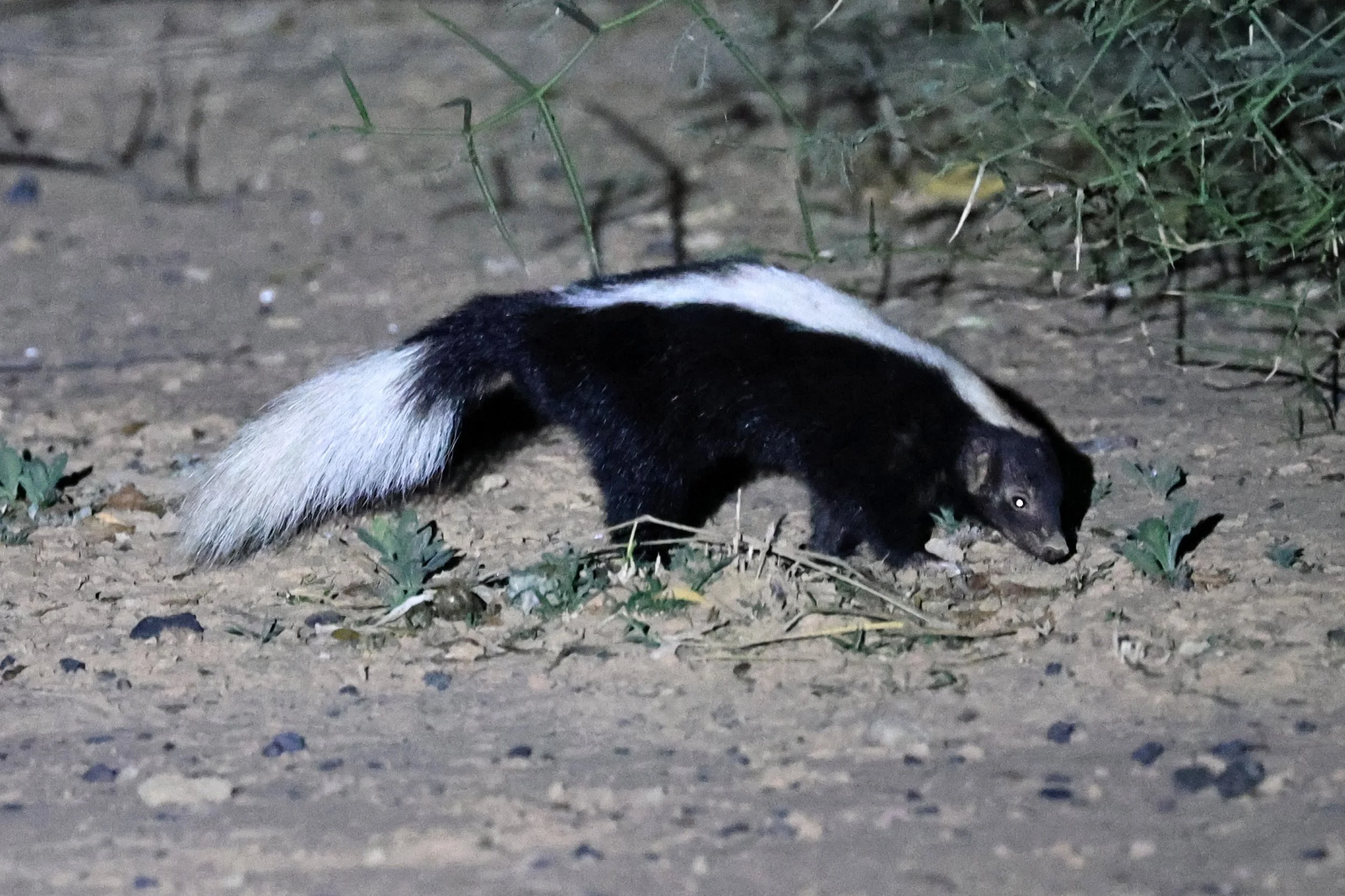 Molina's Hog-nosed Skunk (Conepatus chinga) Estancia Campo'í Paraguay (141).jpg